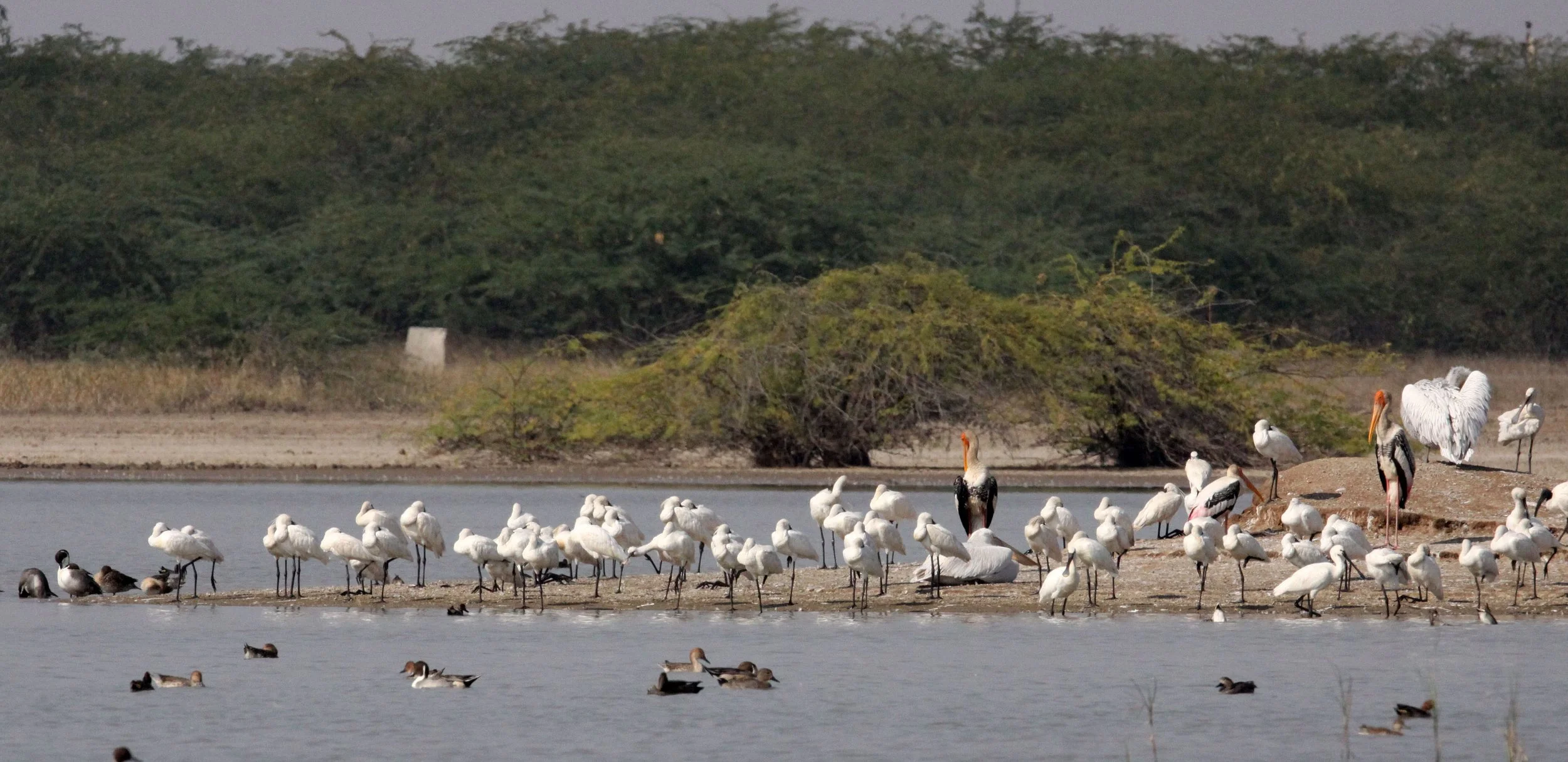 SPOONBILL - EURASIAN SPOONBILL - Platalea leucorodia - BLACKBUCK NATIONAL PARK INDIA (5).JPG