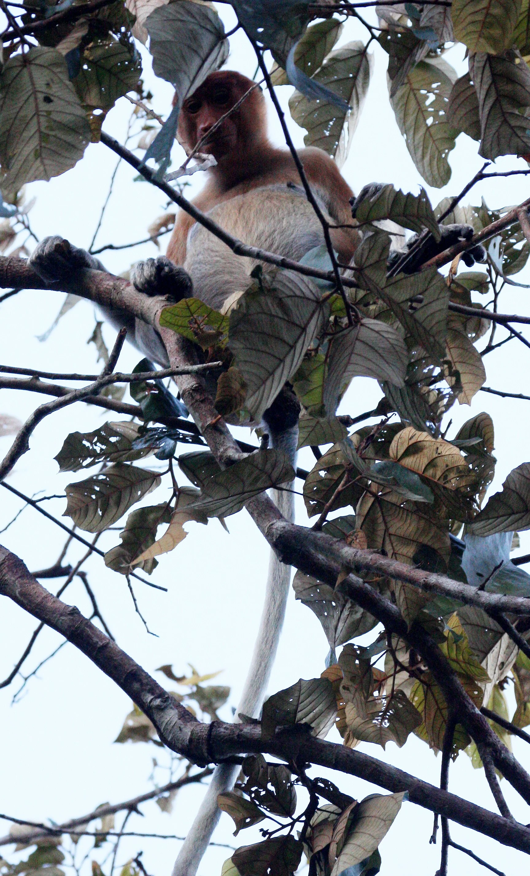CERCOPITHECIDAE - Nasalis larvatus -PROBOSCIS MONKEY TROOP - KINABATANGAN RIVER BORNEO  (18).JPG
