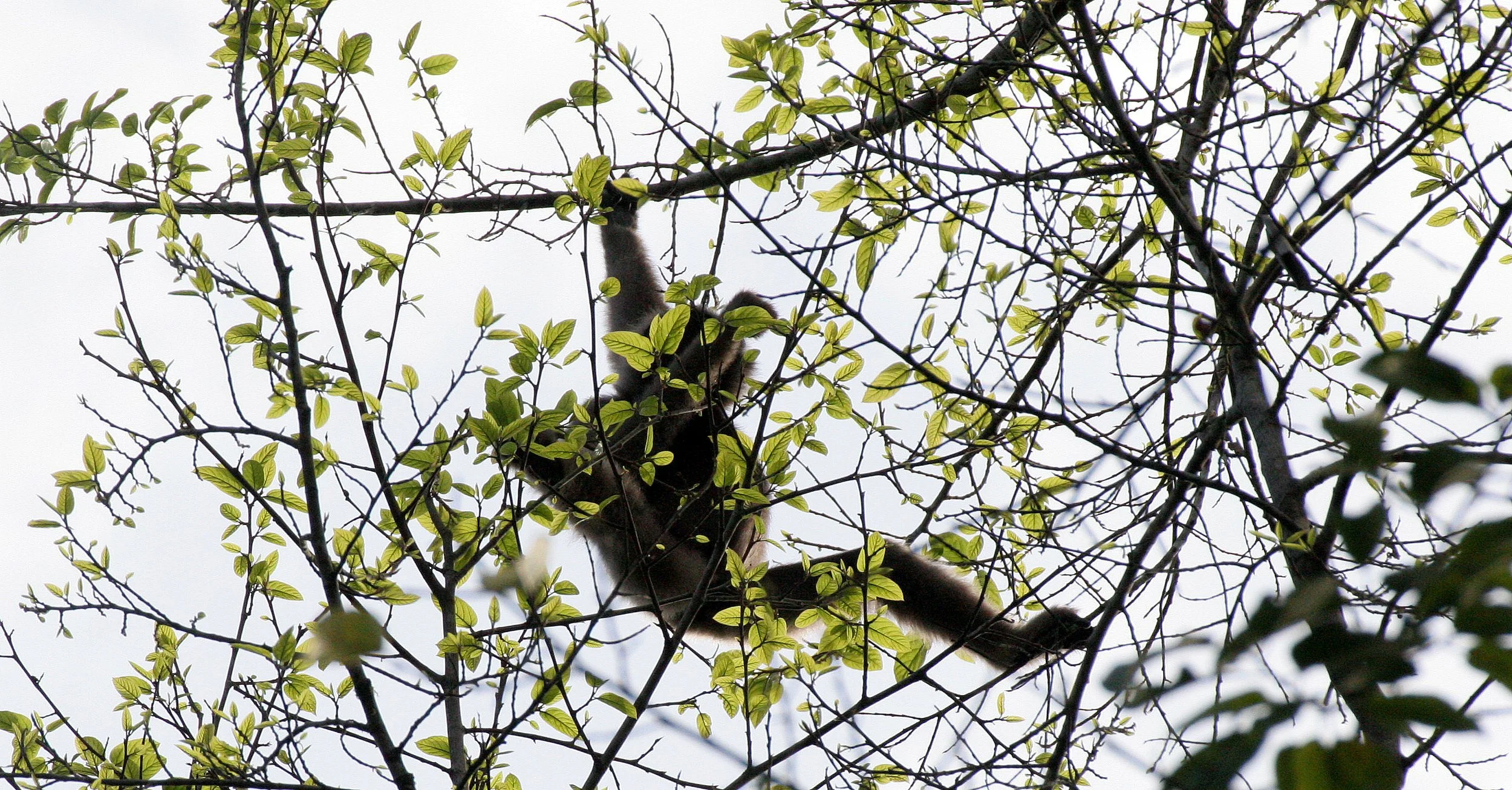 HYLOBATIDAE - Hylobates muelleri - MUELLER'S (GRAY) GIBBON - TABIN WILDLIFE RESERVE  (50).JPG