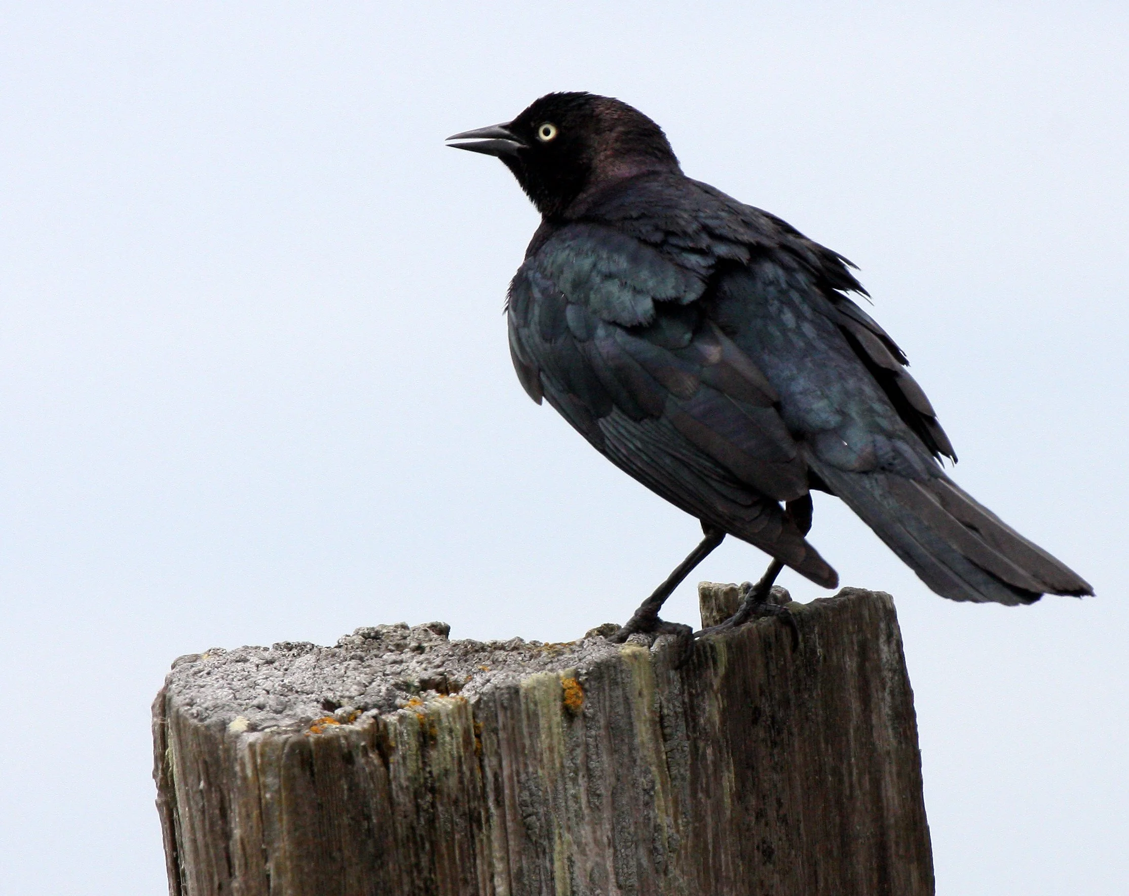 Brewer's Blackbird (Euphagus cyanocephalus) Dungeness Sequim Washington (5).JPG