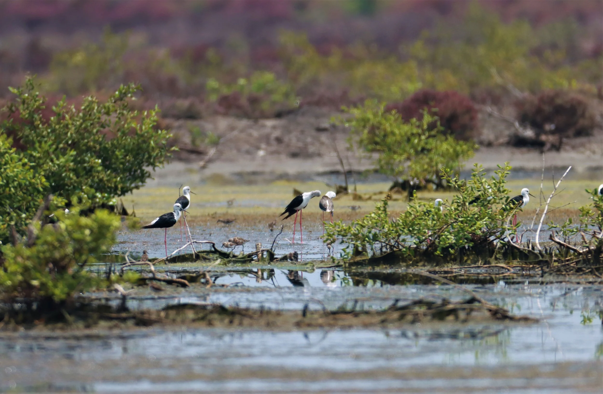 STILT - BLACK-WINGED - STILT - Himantopus himantopus - WITH LONG-TOED STINTS & CURLEW SANDPIPERS - KHLONG TAMRU (2).jpg