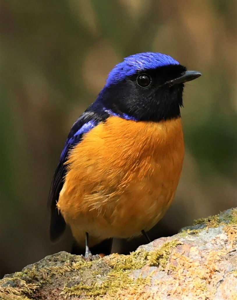 NILTAVA - RUFOUS-BELLIED NILTAVA - Niltava sundar - DOI SAN JU (DOI LANG WEST) FEB 2022 (15).jpg