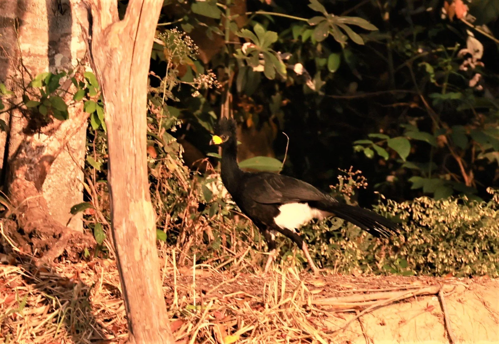 Curassow - Bare-faced Curassow - Crax fasciolata - Pantanal, Encontro das Águas State Park, Porto Jofre, Cuiaba River, Brazil (2).JPG