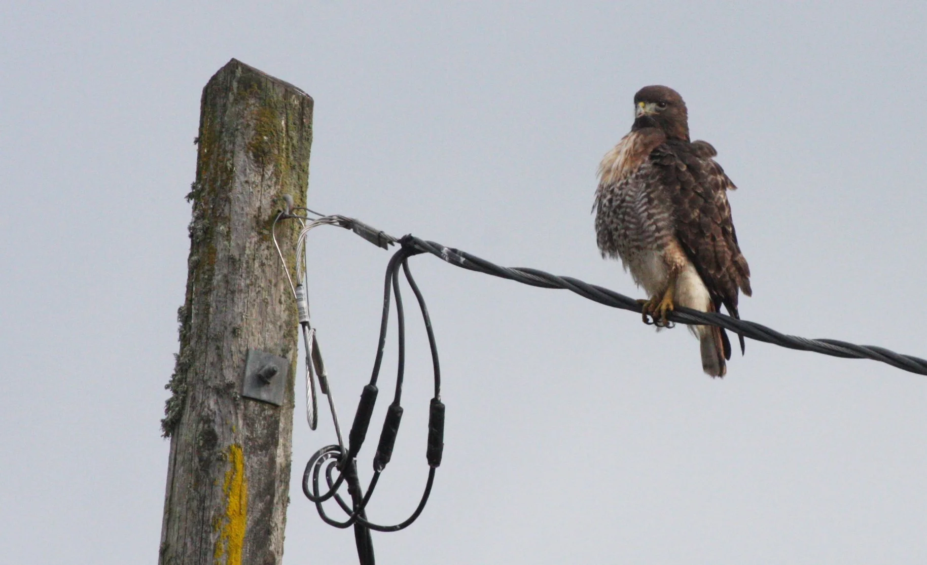 Buteo jamaicensis - RED-TAILED HAWK - JAMESTOWN WA (35).JPG