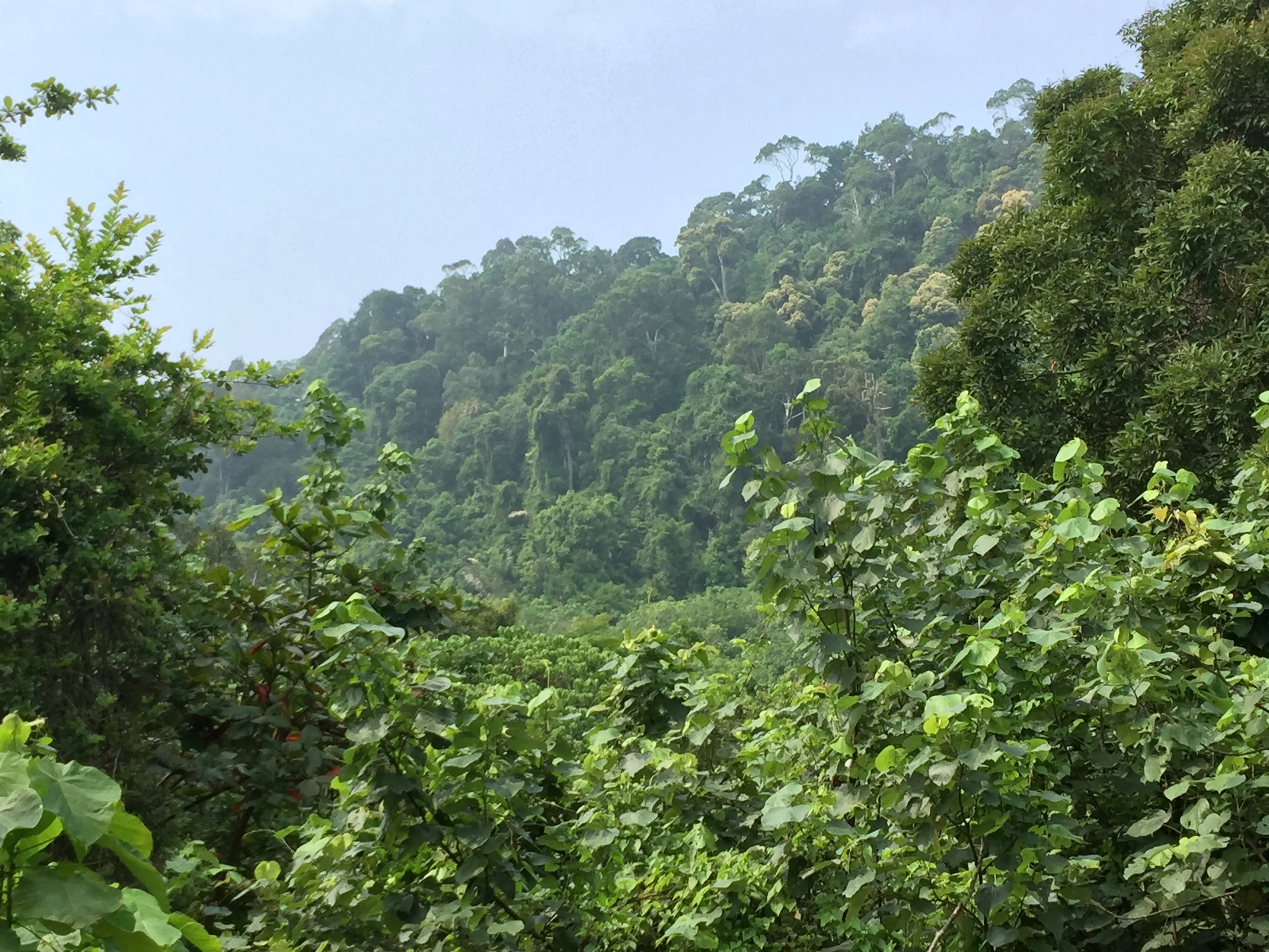 2015 Koh Lanta Garden & Nature (171).JPG