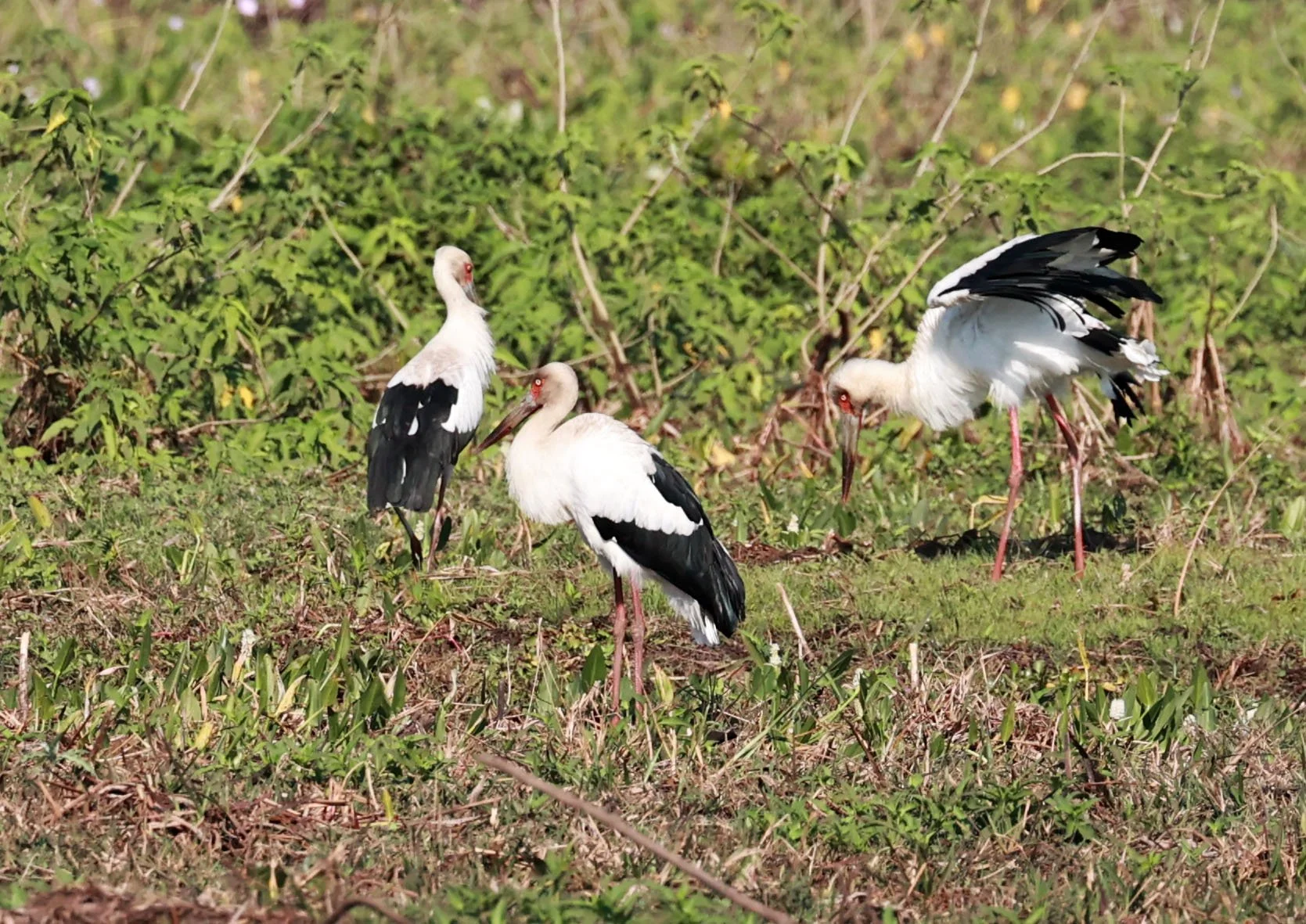 Stork - Maguari Stork - Ciconia maguari - Pantanal - Mato Grosso, Transpantaneira M-060 (16).jpg