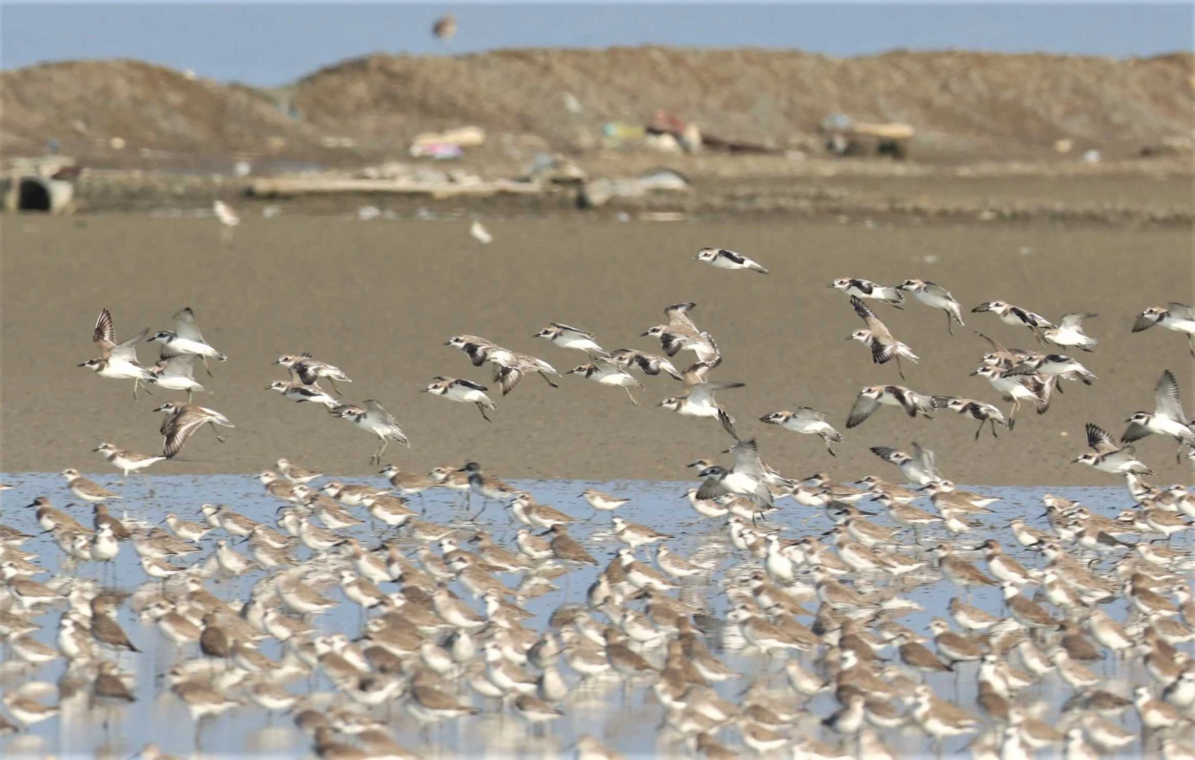 PLOVER - GREATER SAND-PLOVER - Charadrius leschenaultii - LESSER SP, CURLEW, BROADBILL SP PAK THALE OCTOBER 2 (28).jpg