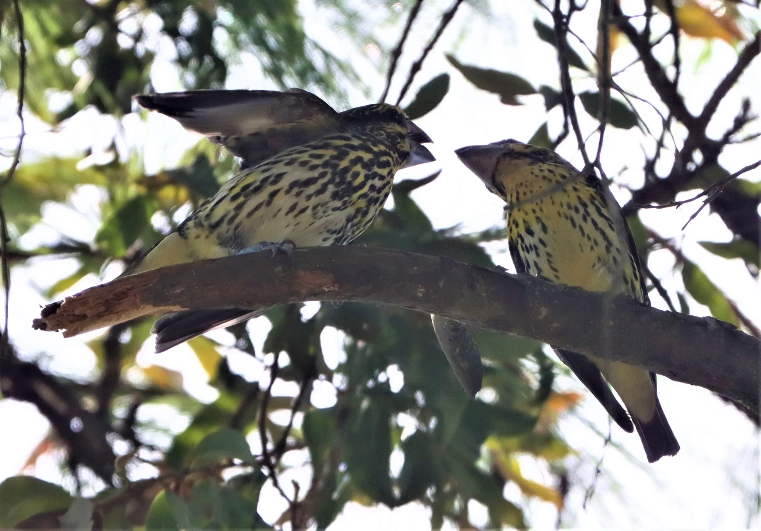 Spot-winged Grosbeak (Mycerobas melanozanthos) Doi Ang Kang, Chiang Mai Thailand (39).jpg
