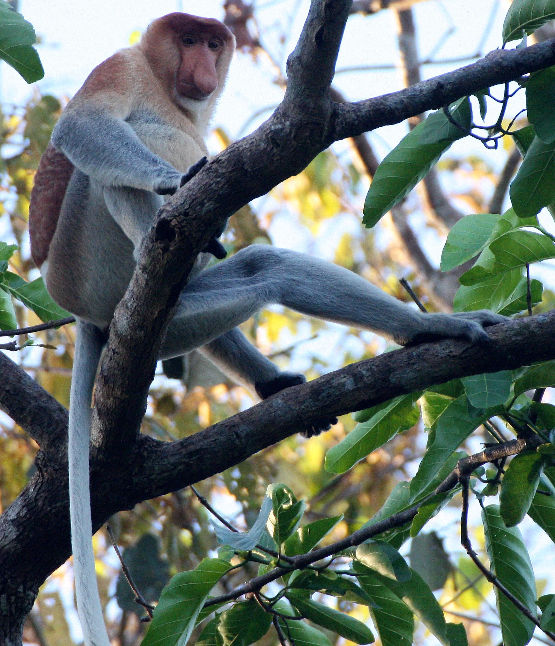 CERCOPITHECIDAE - Nasalis larvatus -PROBOSCIS MONKEY TROOP - KINABATANGAN RIVER BORNEO  (67).JPG