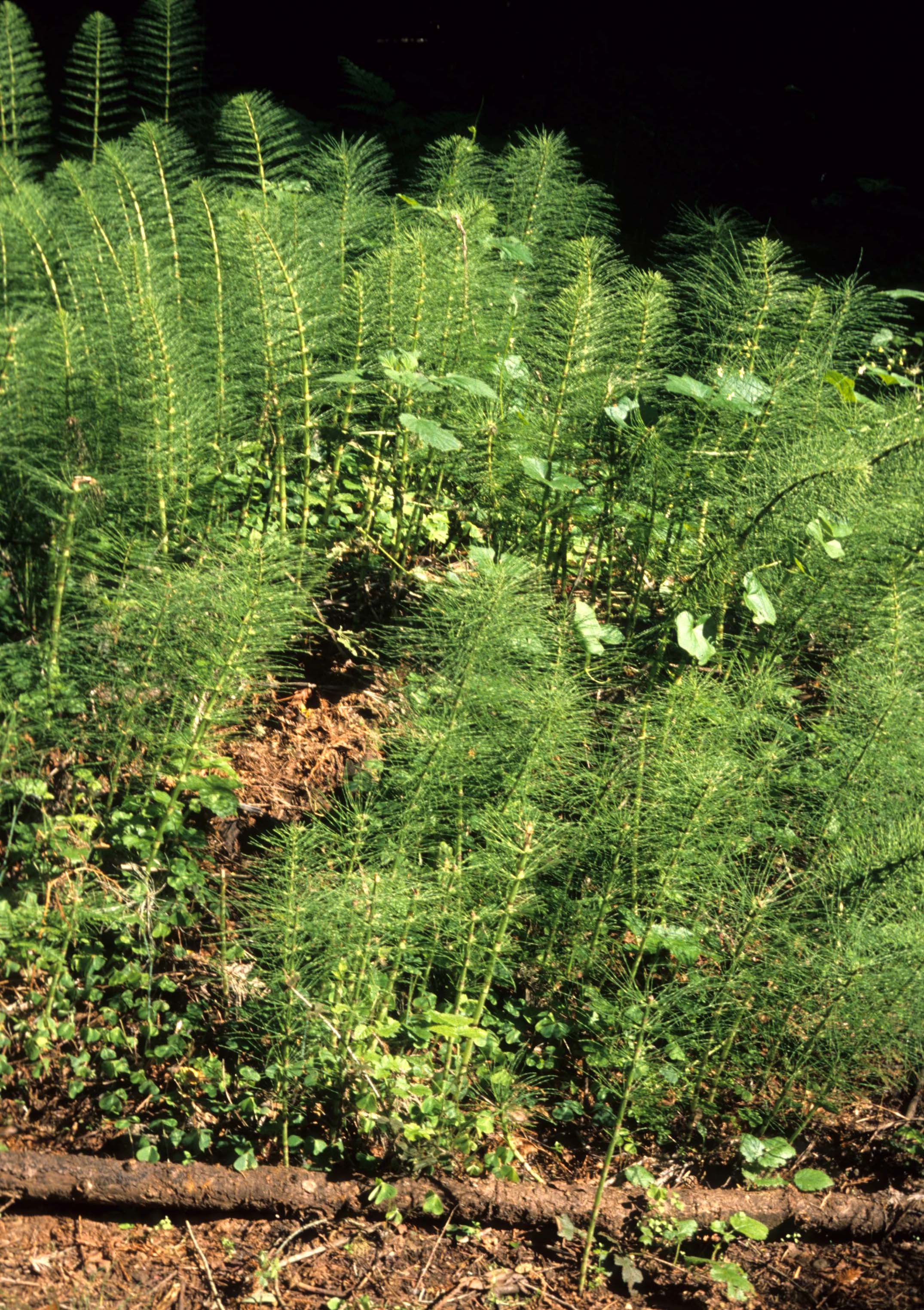 CALIFORNIA - REDWOODS NP - EQUISETUM SPECIES - COMMON HORSETAIL.jpg