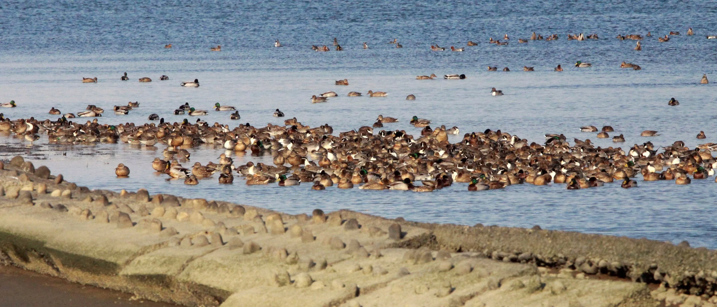 WIGEON - EURASIAN WIGEON - Mareca penelope - NORTHERN PINTAILS (Anas acuta), MALLARDS, ETC - SHIZUOKA COASTLINE JAPAN (79).JPG