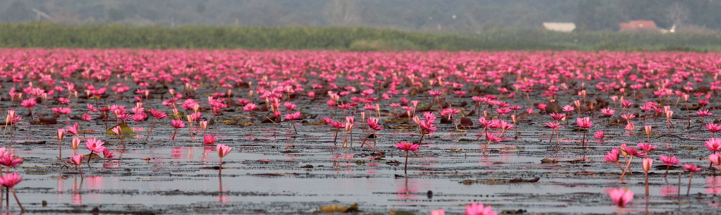 2018 Thale Noi Bird Sanctuary Patthalung (44).JPG