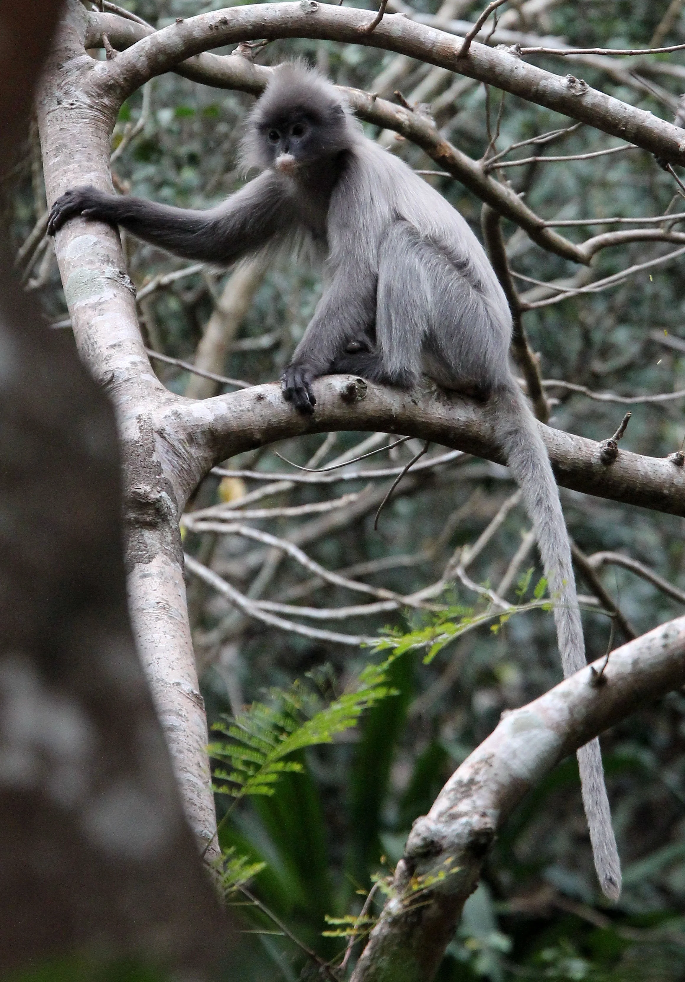 CERCOPITHECIDAE - Trachypithecus crepusculus - INDOCHINESE GRAY LANGUR - WAT PHA PU LOEI PROVINCE THAILAND (12).JPG