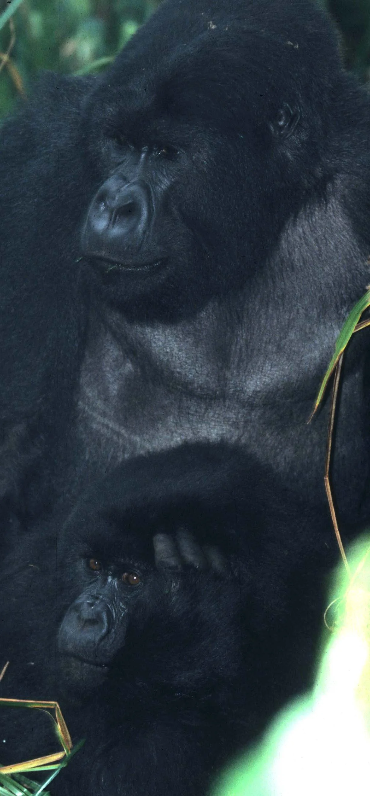 PRIMATE - GORILLA-RWANDA PARC DU VULCANS (39).jpg