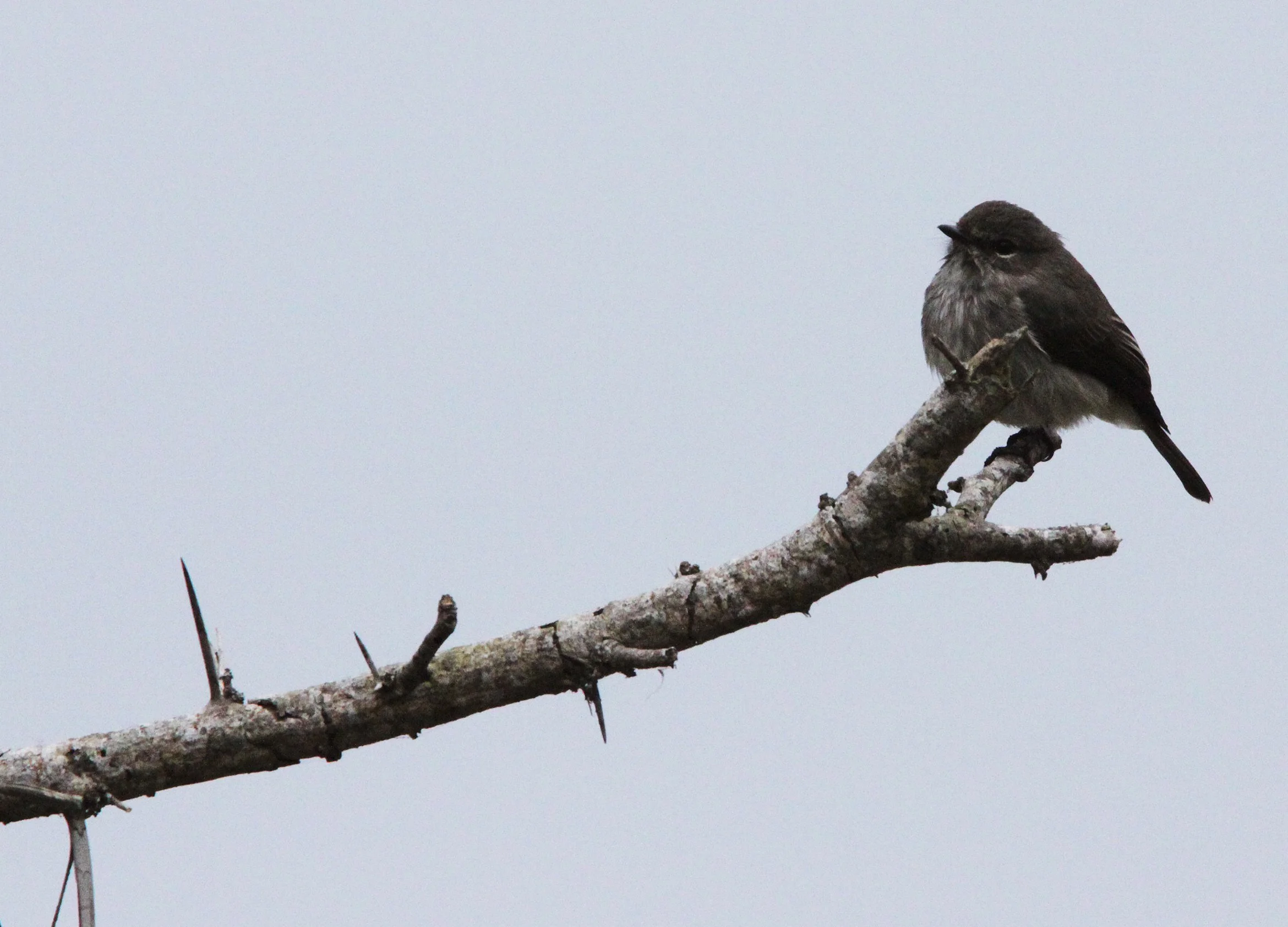 African Dusky Flycatcher (Muscicapa adusta)  SAINT LUCIA NATURE RESERVES SOUTH AFRICA (9).JPG
