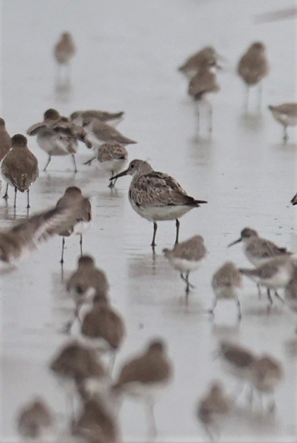 GREAT KNOTS - Calidris tenuirostris - PAK THALE 16 & 19 OCTOBER 2021.jpg