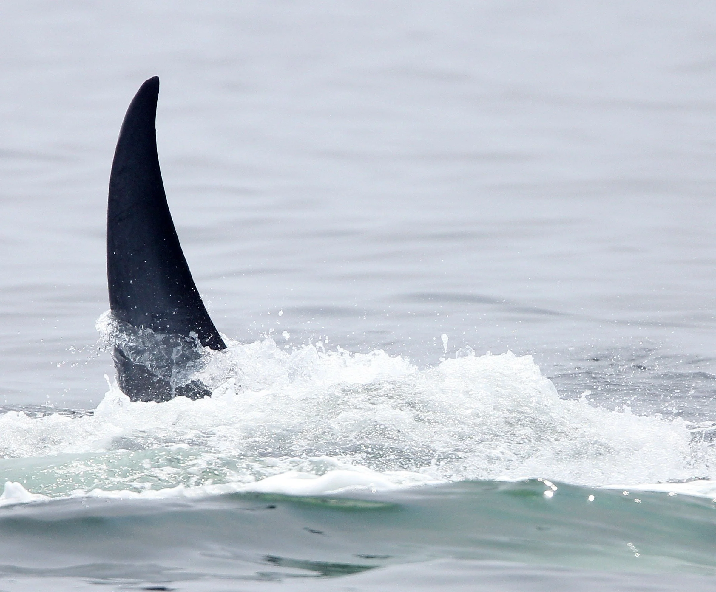 WHALE - BRYDE'S WHALE - Baleanoptera edeni - VARIOUS LOCATIONS IN THE NORTHERN GULF OF SIAM (52).JPG