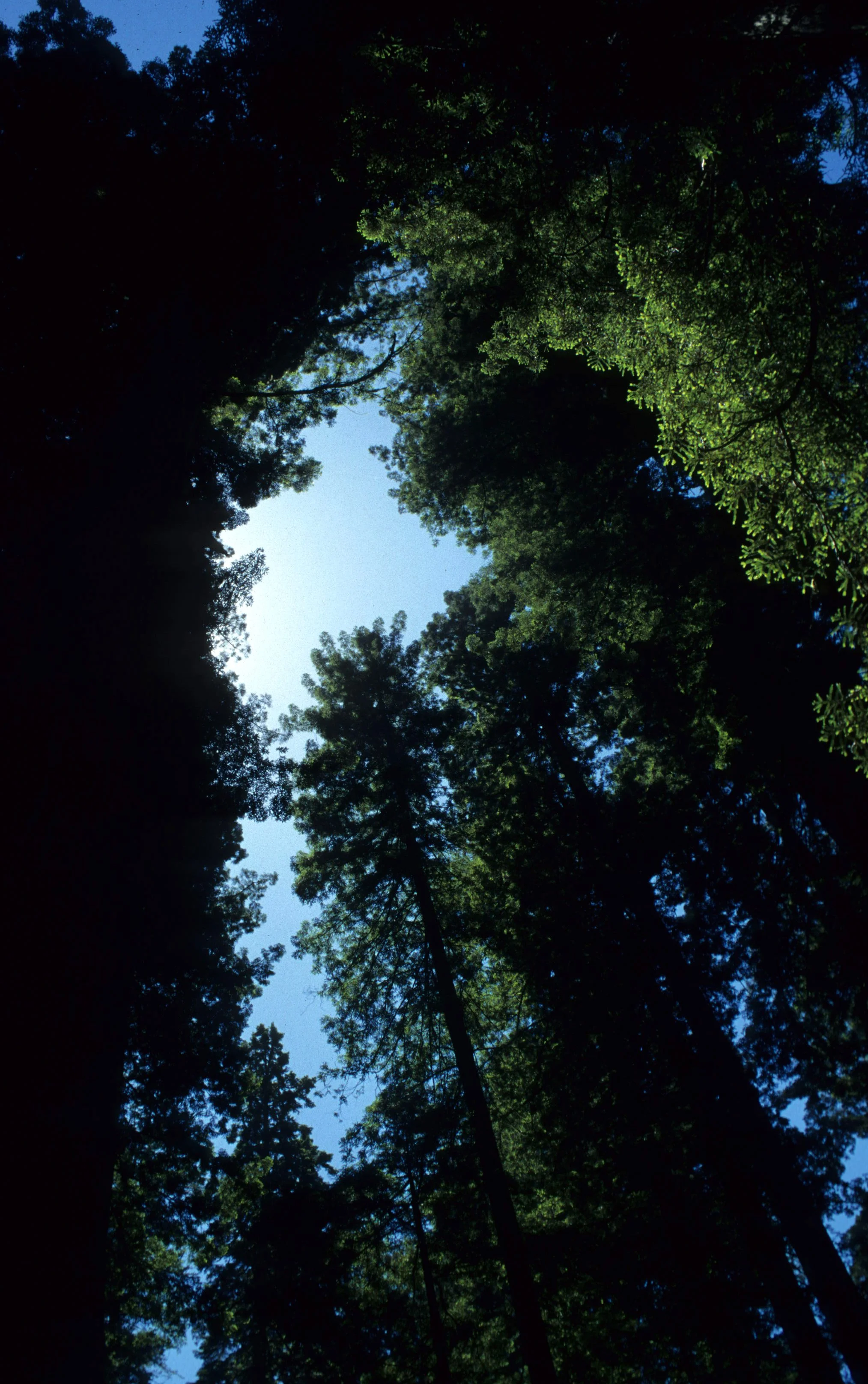 CALIFORNIA - SIERRA - FOREST GIANTS.jpg