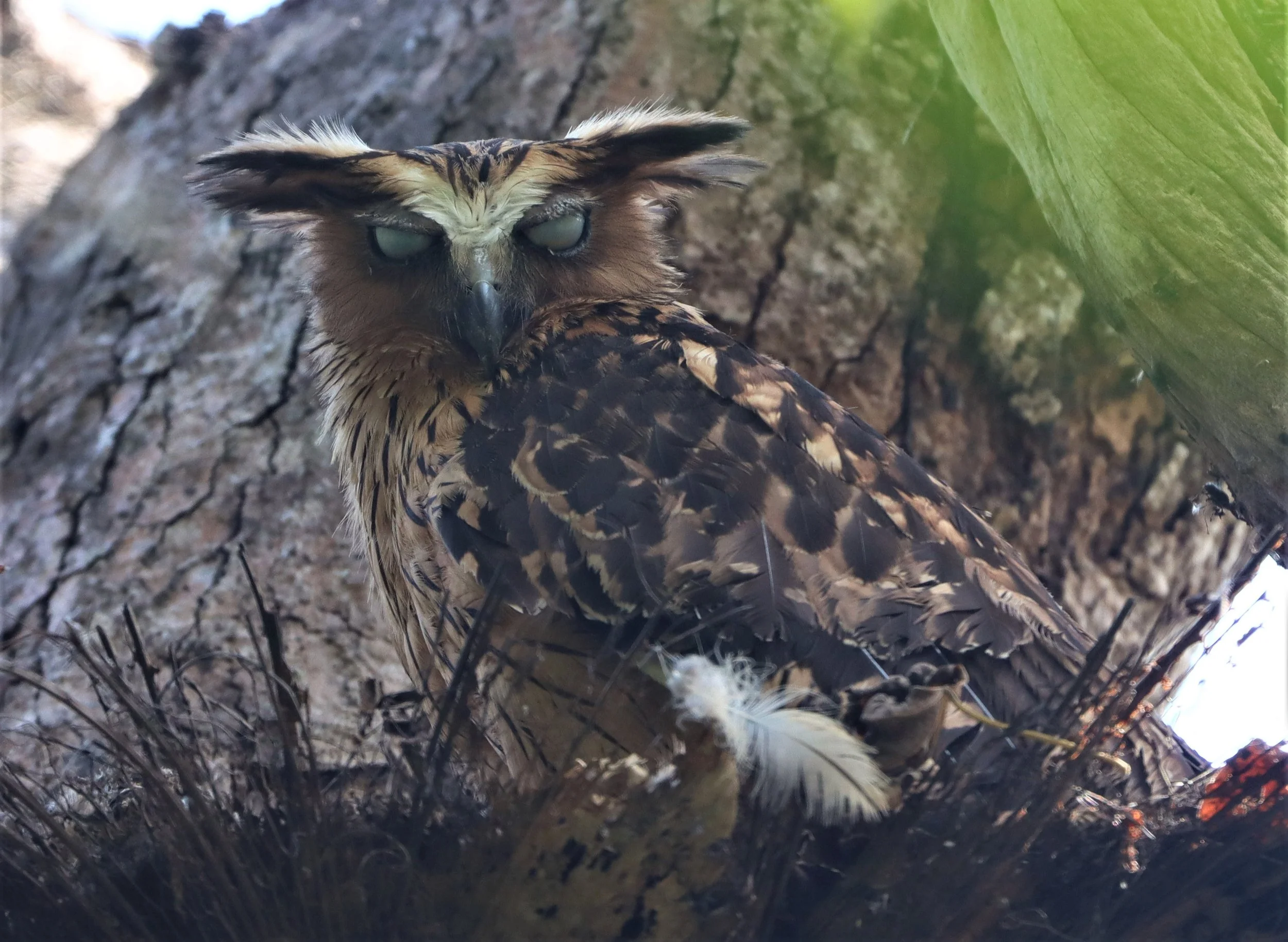 OWL - BUFFY FISH OWL - Ketupa ketupu - KAENG KRACHAN THAILAND (20).jpg