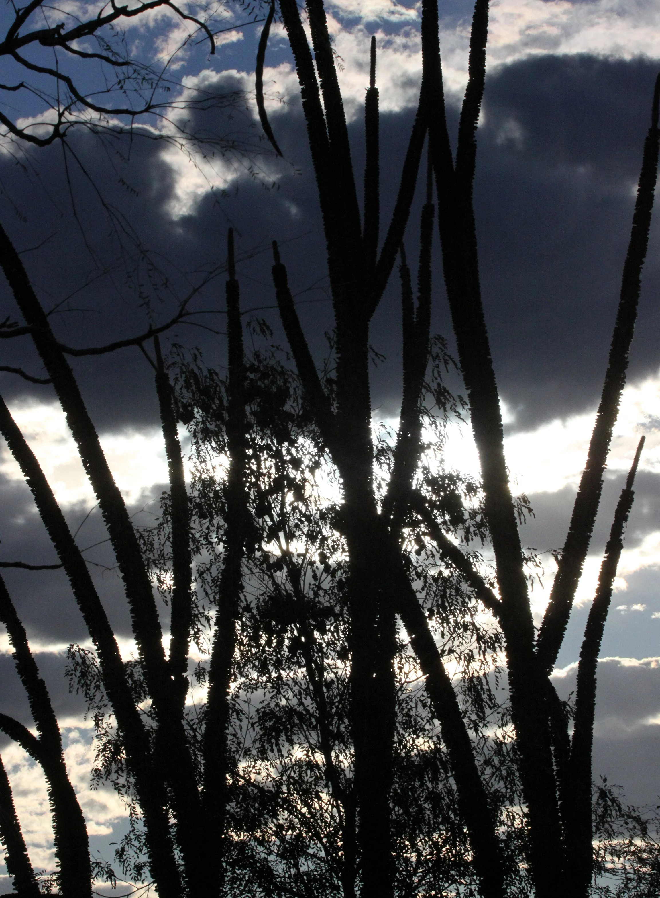 BERENTY RESERVE MADAGASCAR - SUNSET OVER THE ALLAUDIA.JPG