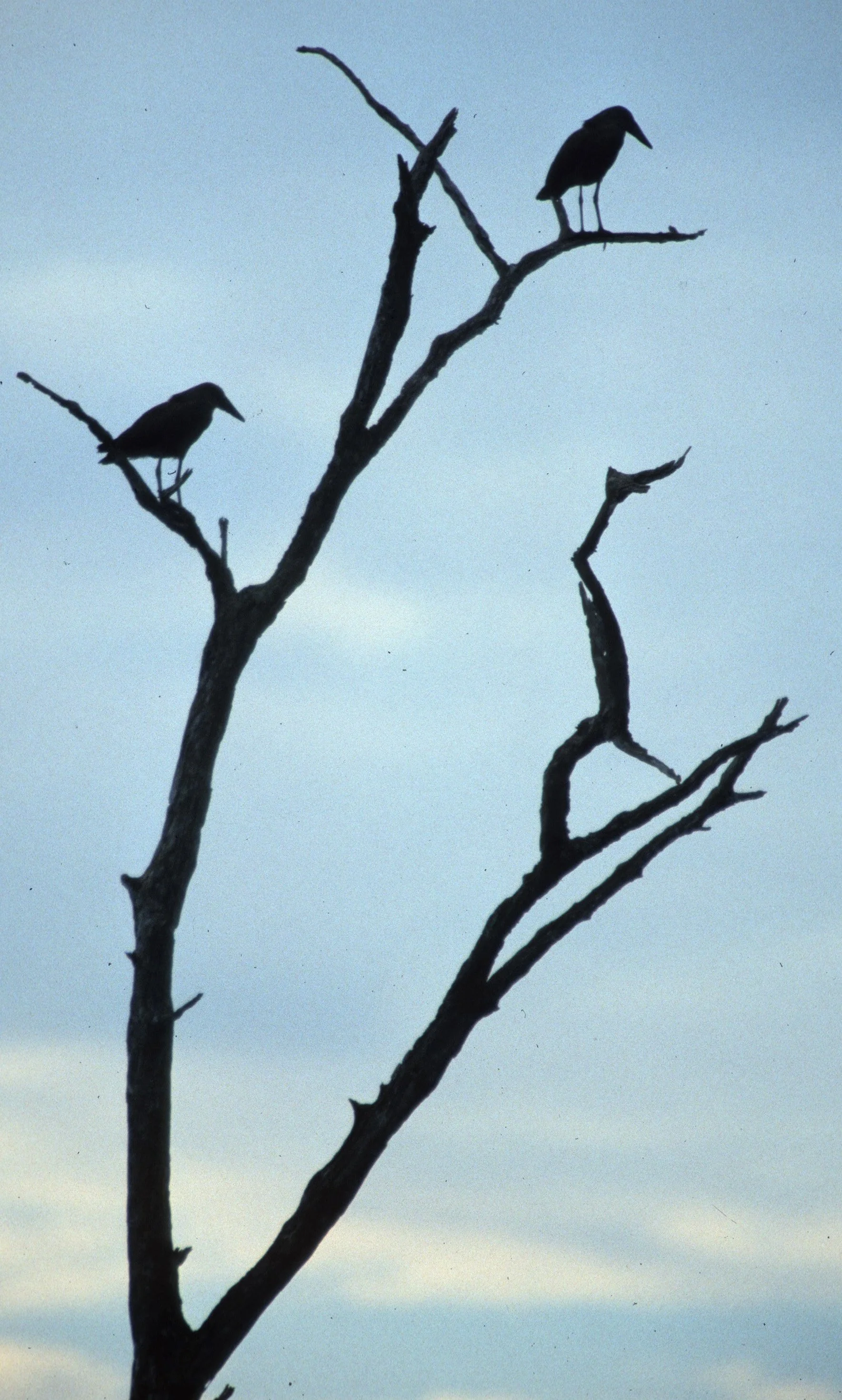 BIRDS - HAMMERKOP - UGANDA E.jpg