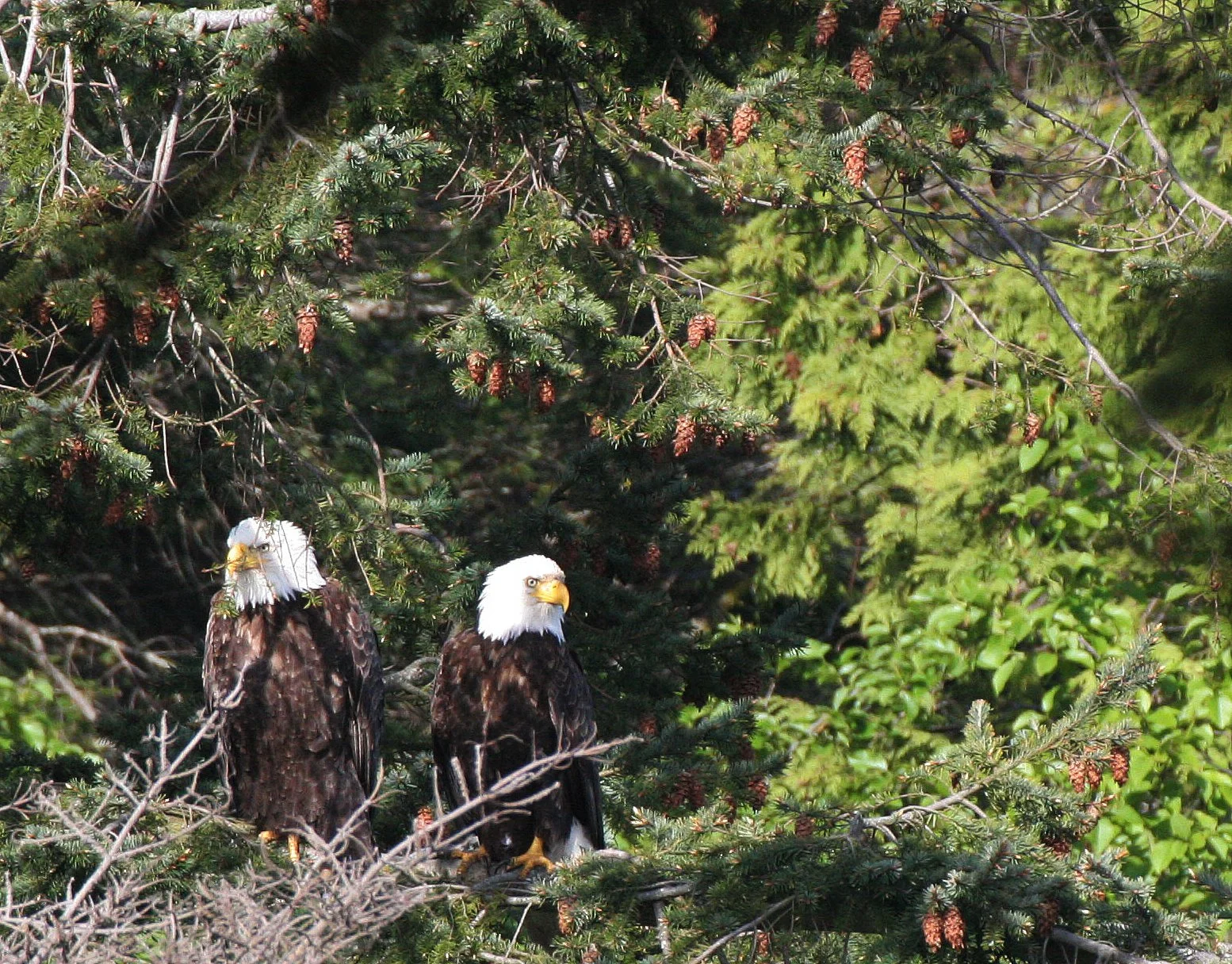 Haliaeetus leucocephalus - AMERICAN BALD EAGLE - LAKE FARM BLUFFS WASHINGTON (171).JPG