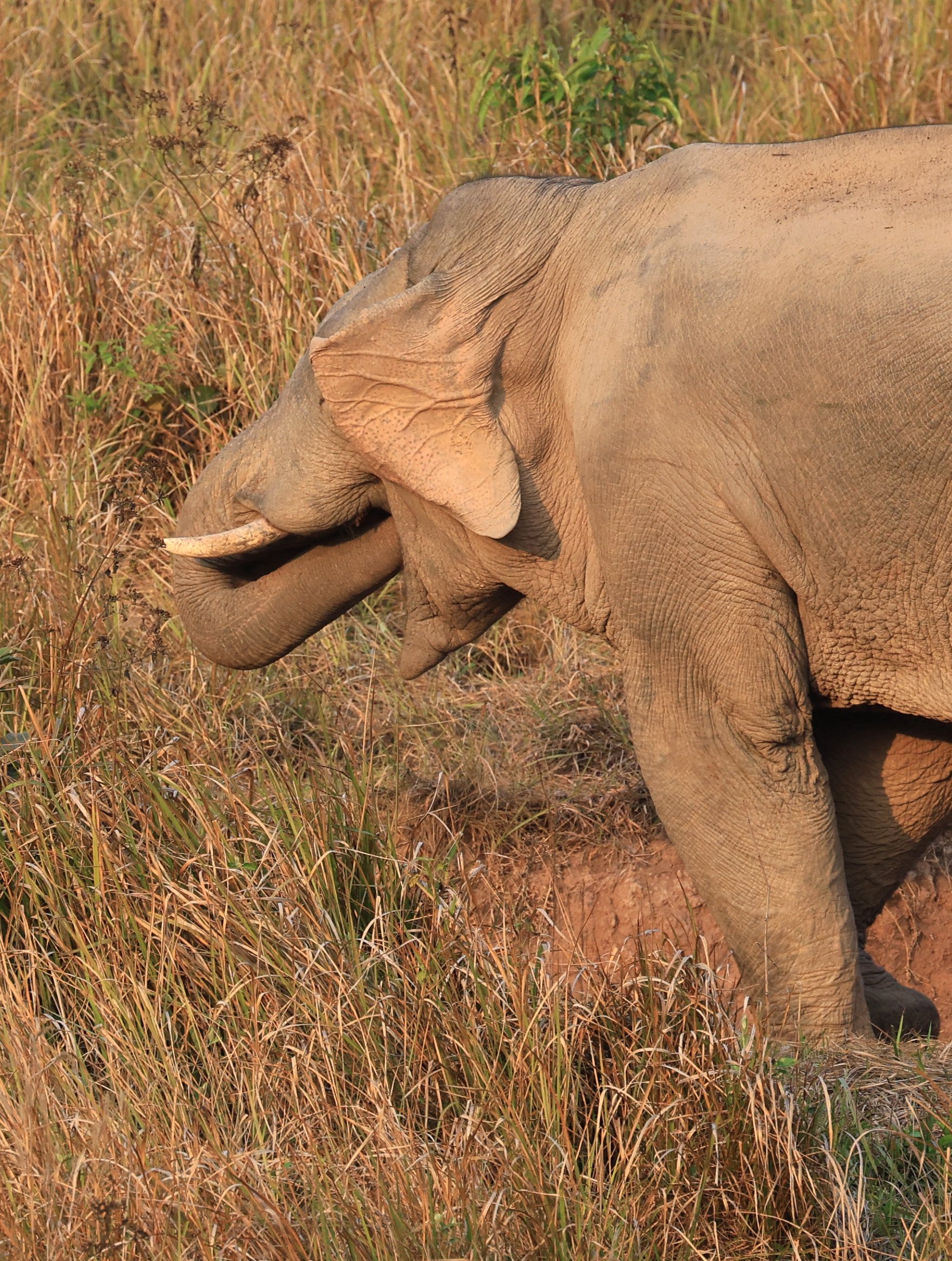Asian Elephant (Elephas maximus) Khao Yai National Park, Thailand (6).jpg
