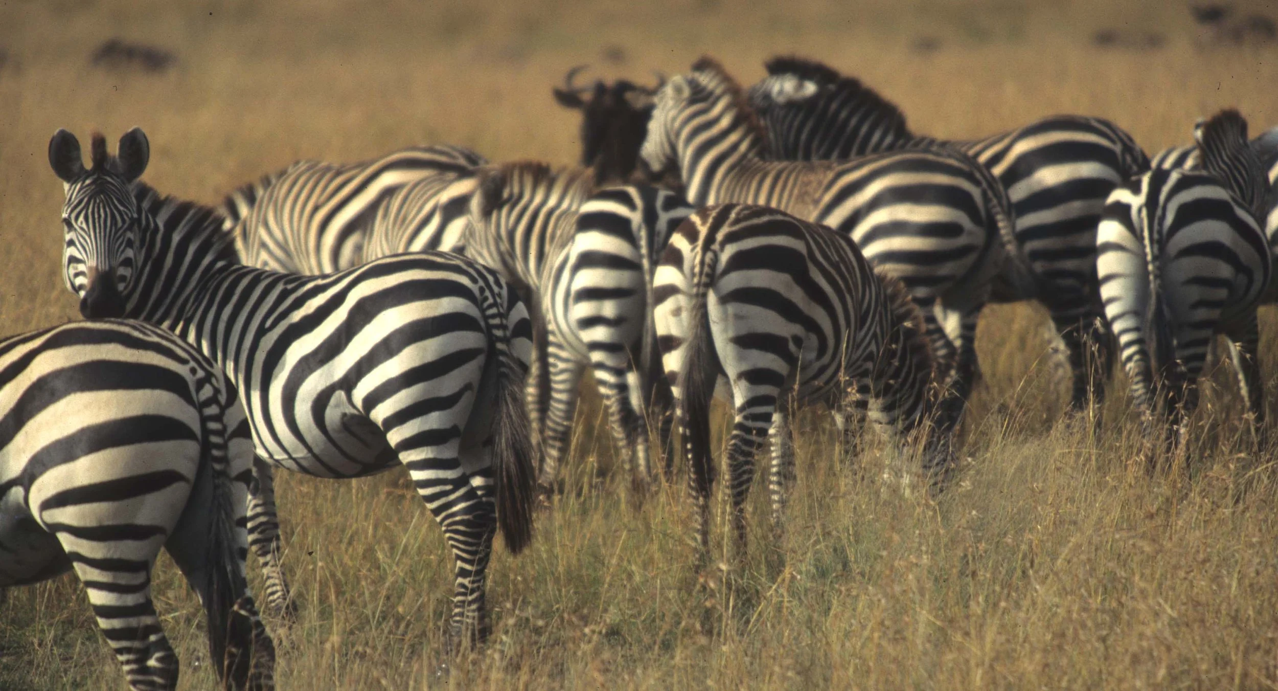EQUIN - ZEBRA - COMMON - SERENGETI (20).jpg