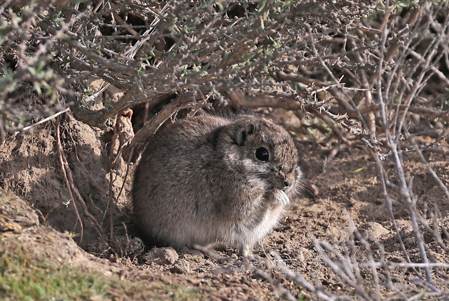 Southern Mountain Cavy (Microcavia australis) Valdes Peninsula, Chubut Province, Argentina Day 2 (1.jpg