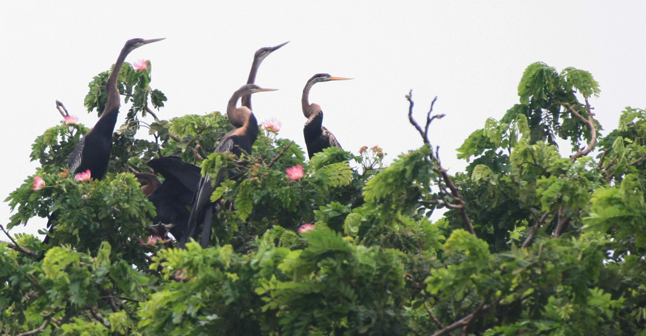 DARTER - Anhinga melanogaster - BUENG BORAPHET THAILAND (24).JPG
