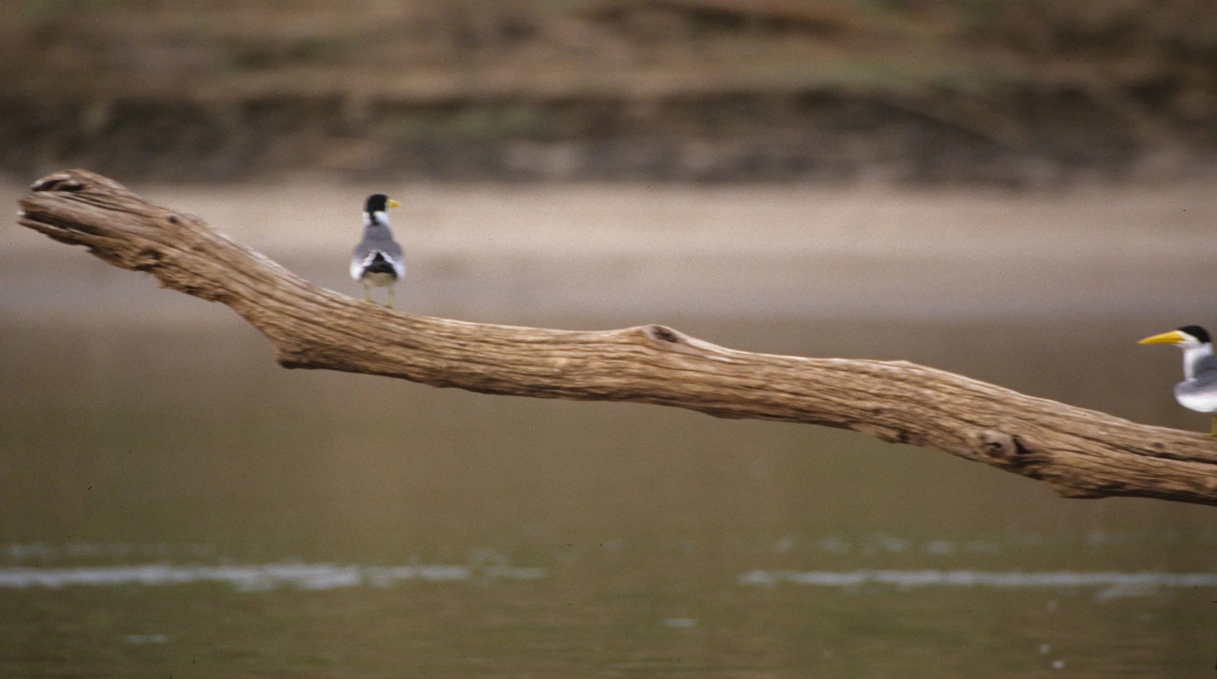 BIRD - TERN - LARGE BILLED - MANU PERU.jpg