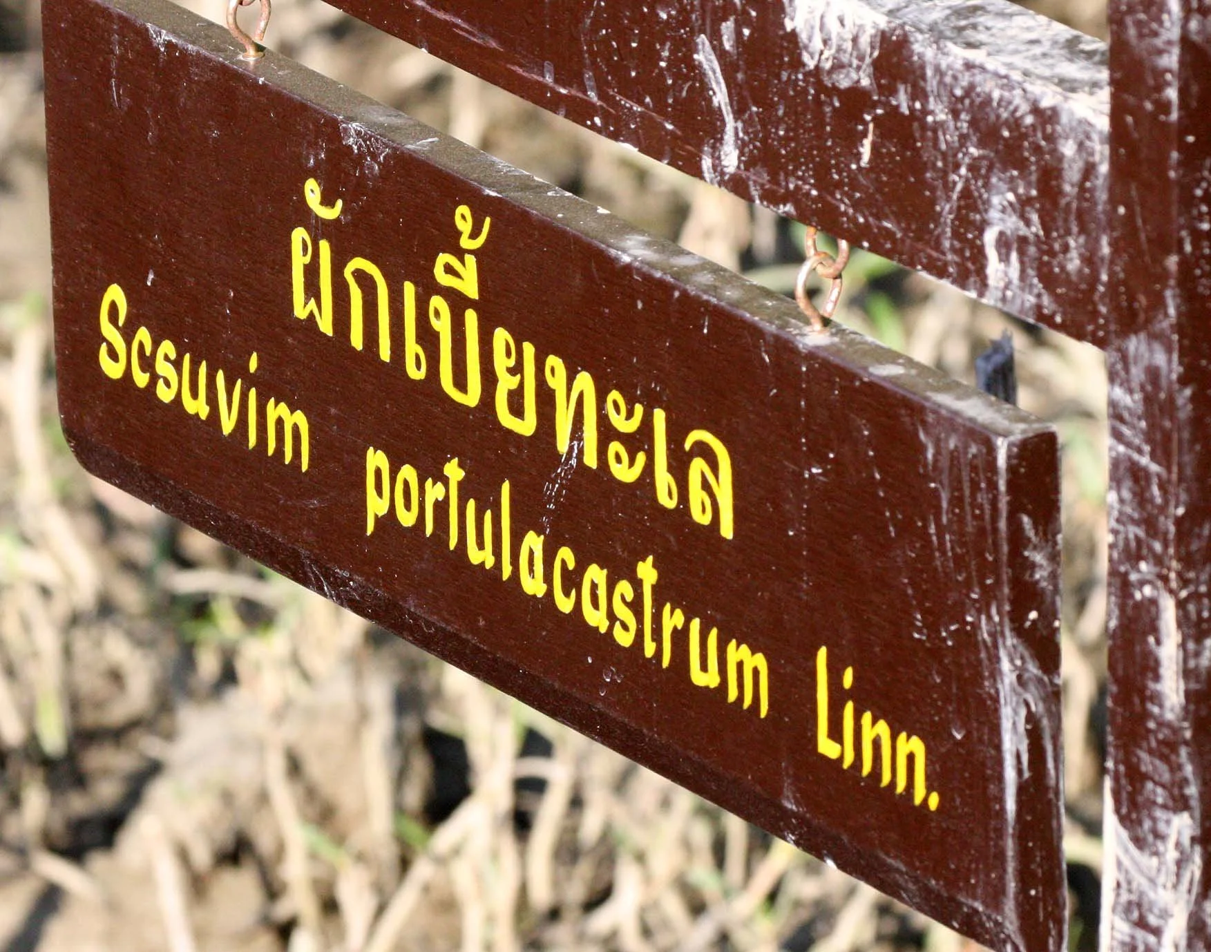 KHAO SAM ROI YOT THAILAND - MANGROVE - SESUVIUM PERFULACASTRUM.JPG