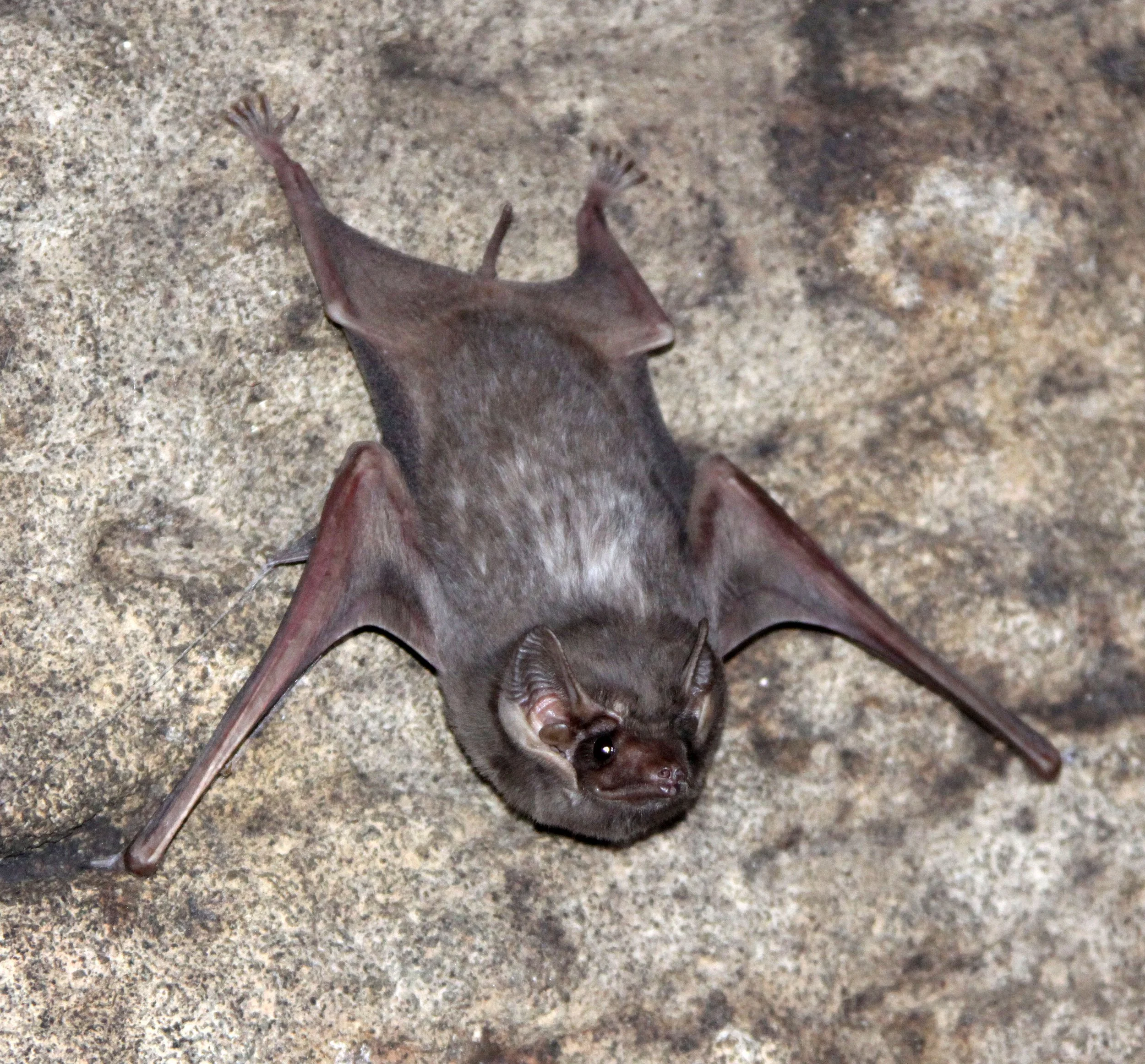 Taphozous theobaldi - THEOBOLD'S TOMB BAT - SIGIRIYA SOMEWHERE (1).JPG