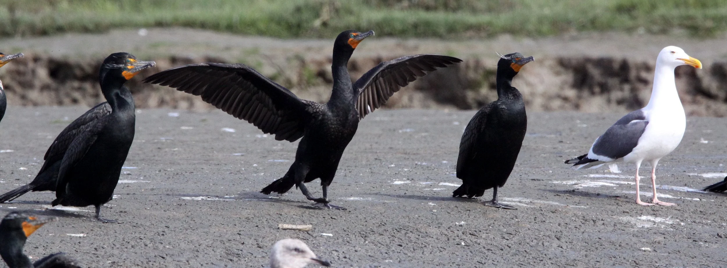 Nannopterum auritum - Double-crested Cormorant - Elkhorn Slough, California (14).JPG