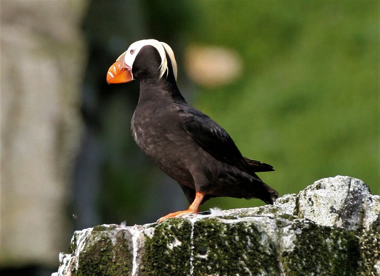 Fratercula cirrhata - TUFTED PUFFIN - COMMANDER ISLANDS aa (1).jpg