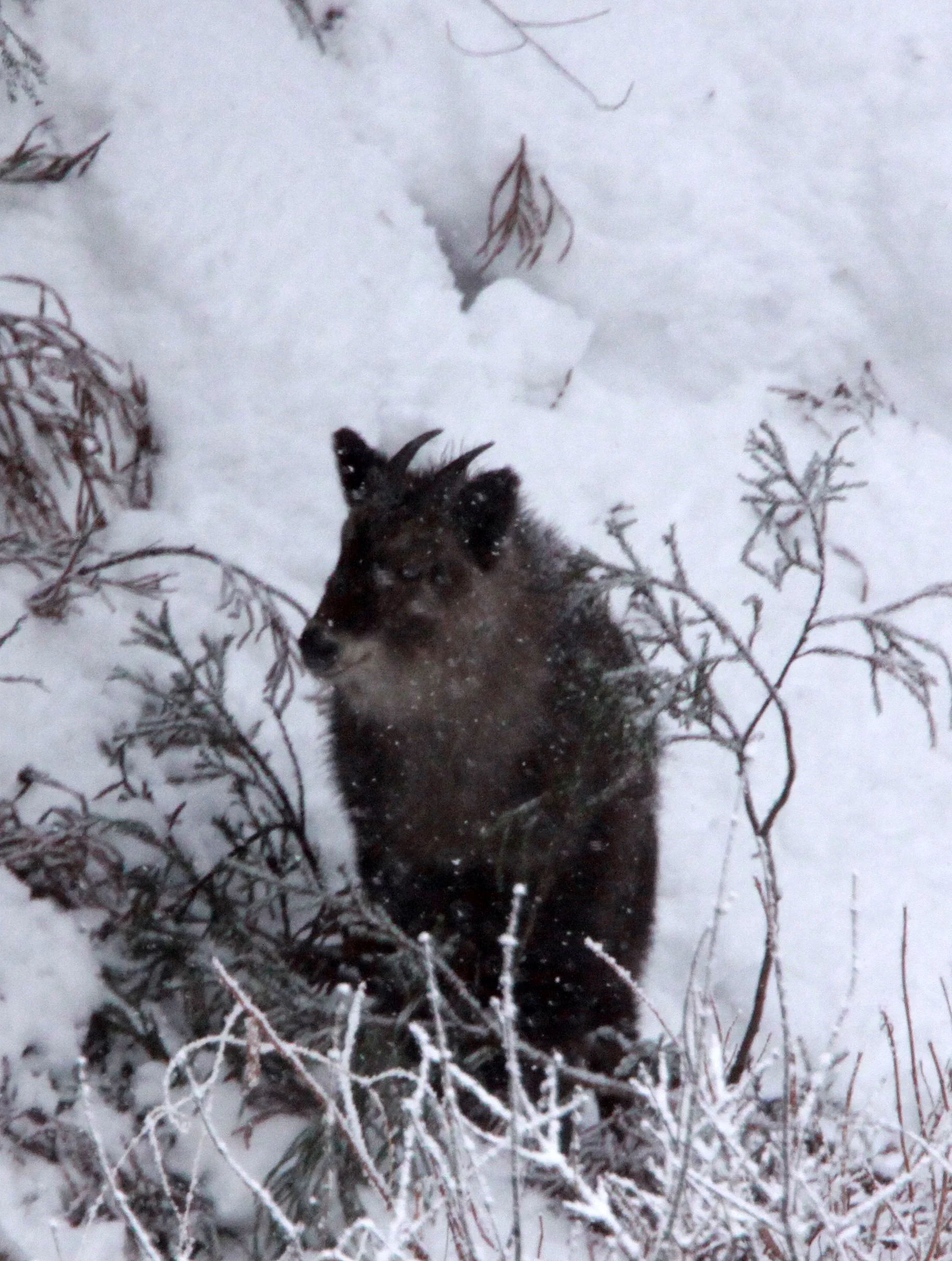 SEROW - JAPANESE SEROW - Capricornis crispus - JIGOKUDANI ONSEN NAGANO PREFECTURE JAPAN (2).JPG