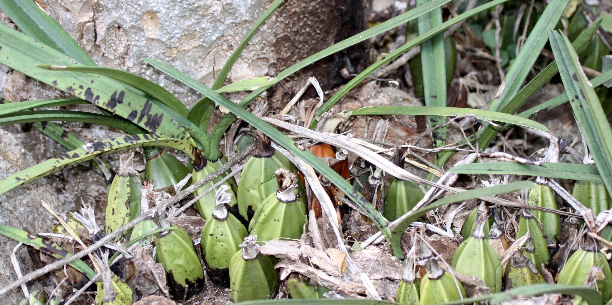 PLANT - ORCHID SPECIES - ANDOHAHELA NATIONAL PARK MADAGASCAR.JPG