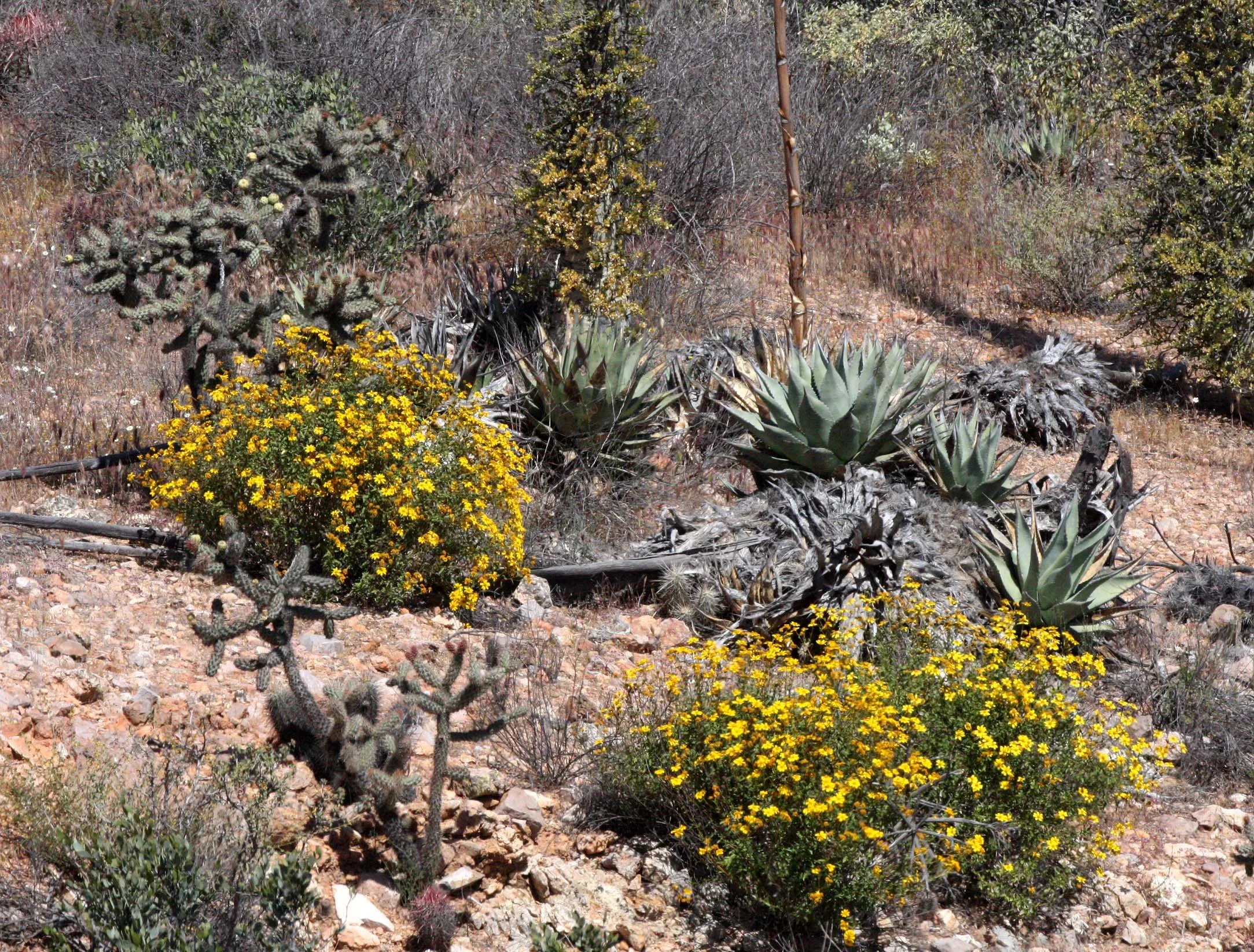ASTERACEAE - SPECIES UNIDENTIFIED - CATAVINA DESERT BAJA MEXICO.JPG