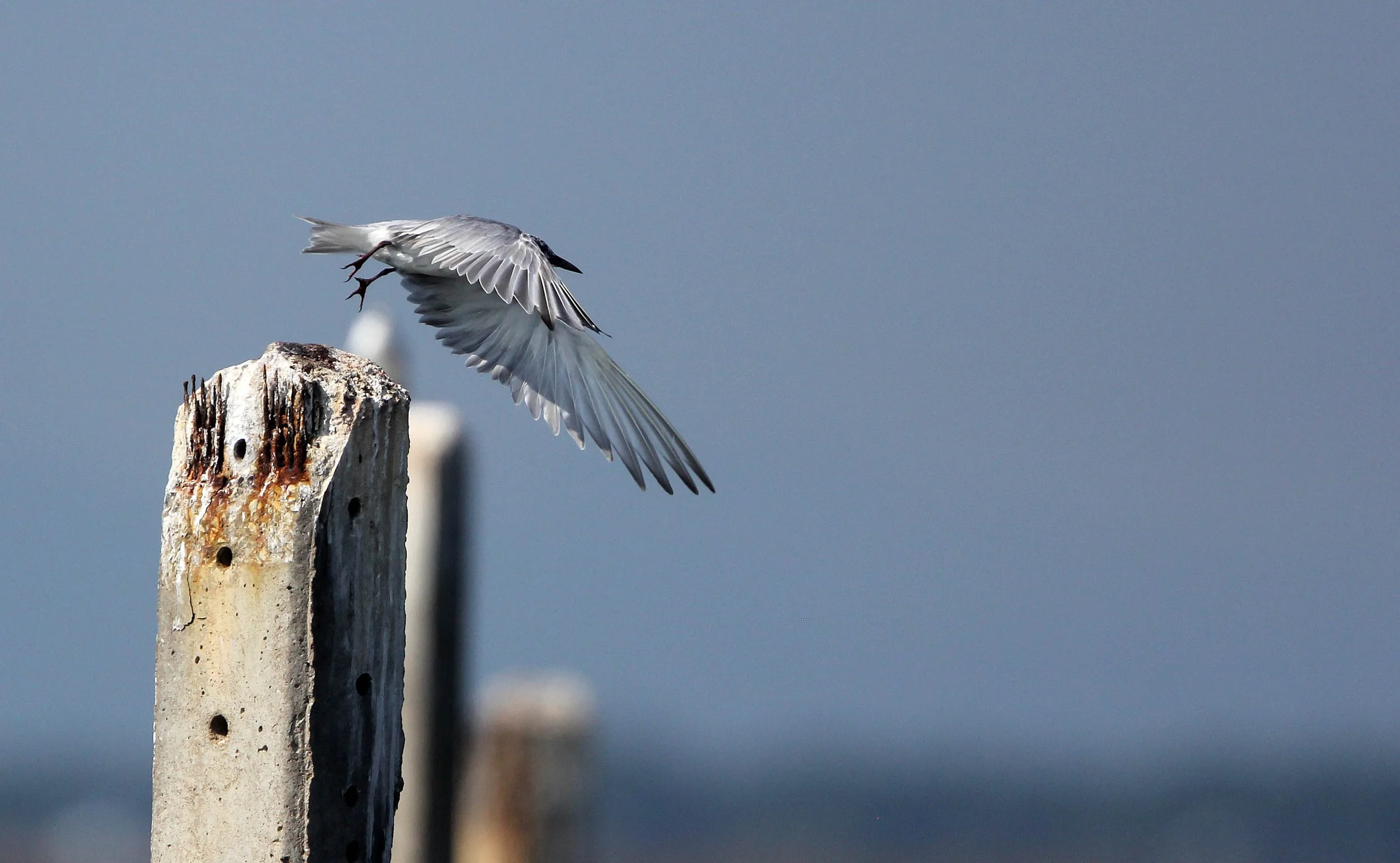 TERN - LITTLE TERN - Sterna albifrons - BAN TABOON HARBOR PETCHABURI (9).JPG