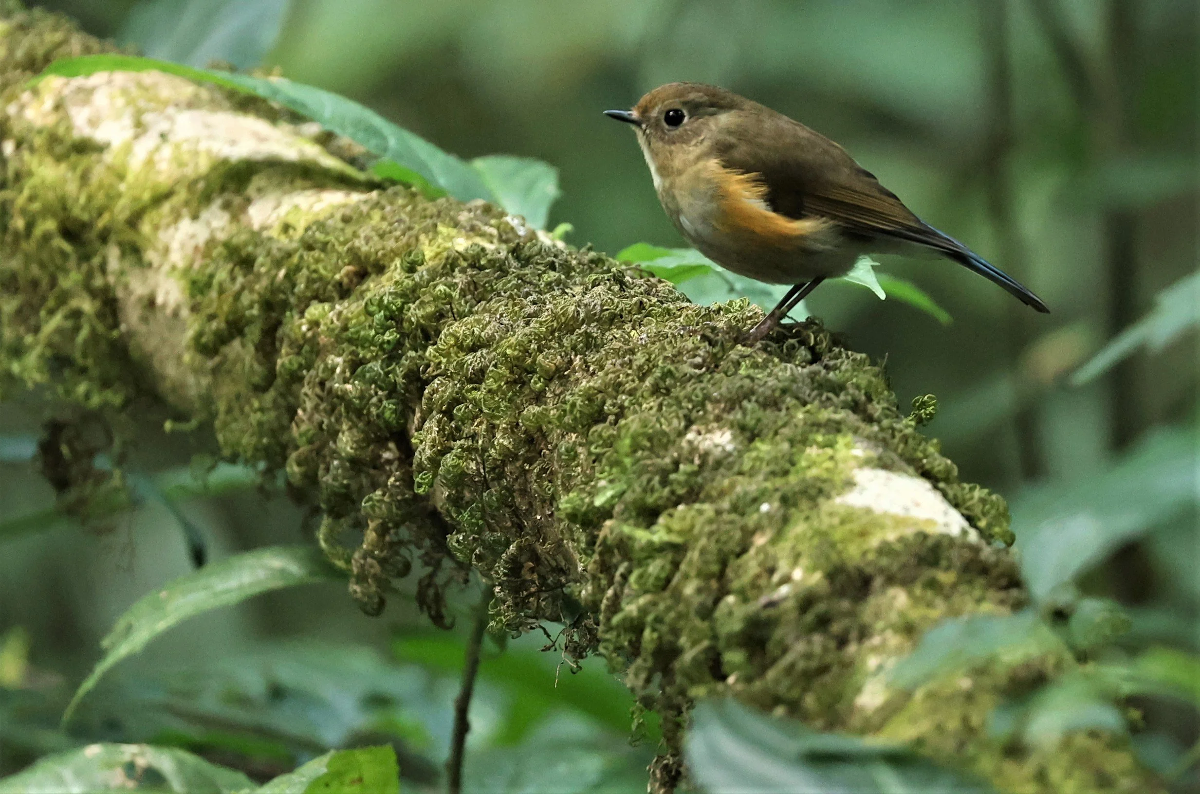 BLUETAIL - HIMALAYAN BLUETAIL - Tarsiger rufilatus - DOI PHA HOM POK NP DOI LANG EAST FEB 2022 (87)A.jpg