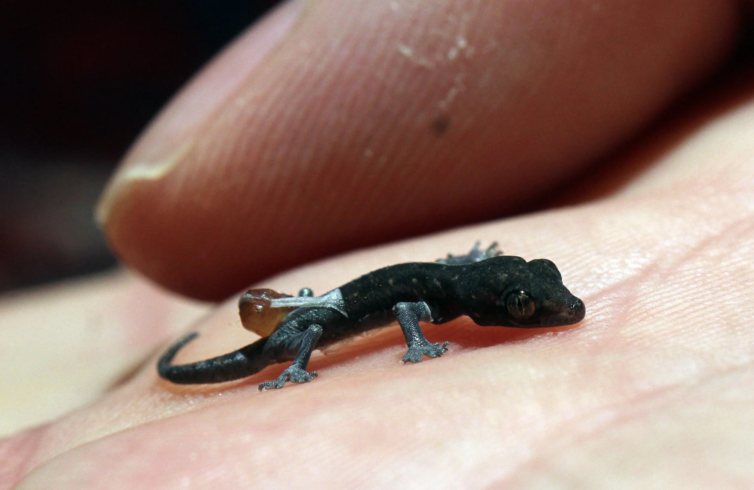 Hemidactylus frenatus - ASIAN HOUSE GECKO - NONTHABURI GARDEN (8).JPG