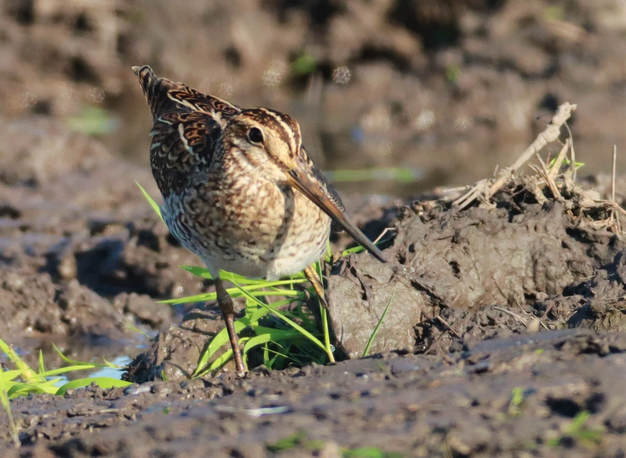 SNIPE - PINTAIL SNIPE - Gallinago stenura - PATHUM THANI RICE RESEARCH CENTER AUGUST 24 2021 (128).jpg