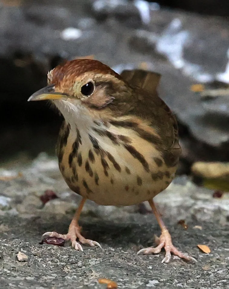 Puff-throated Babbler (Pellorneum ruficeps) Kaeng Krachan National Park ESS Expedition 2026 (2).jpg