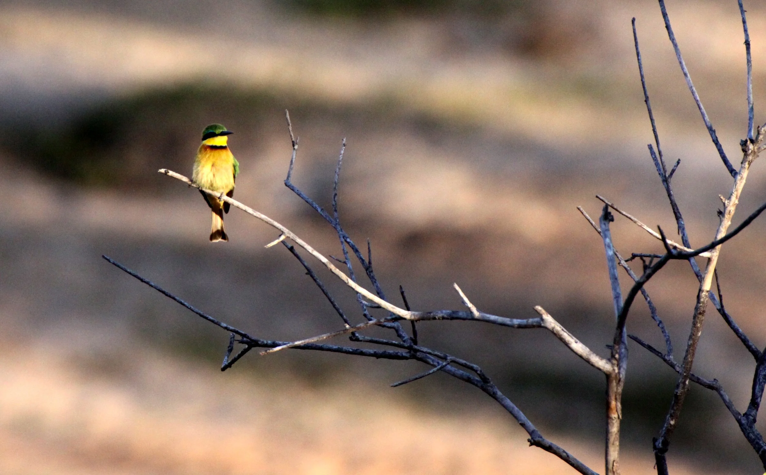 BIRD - BEE-EATER - LITTLE BEE-EATER - MEROPS PUSILLUS - KRUGER NATIONAL PARK SOUTH AFRICA (5).JPG