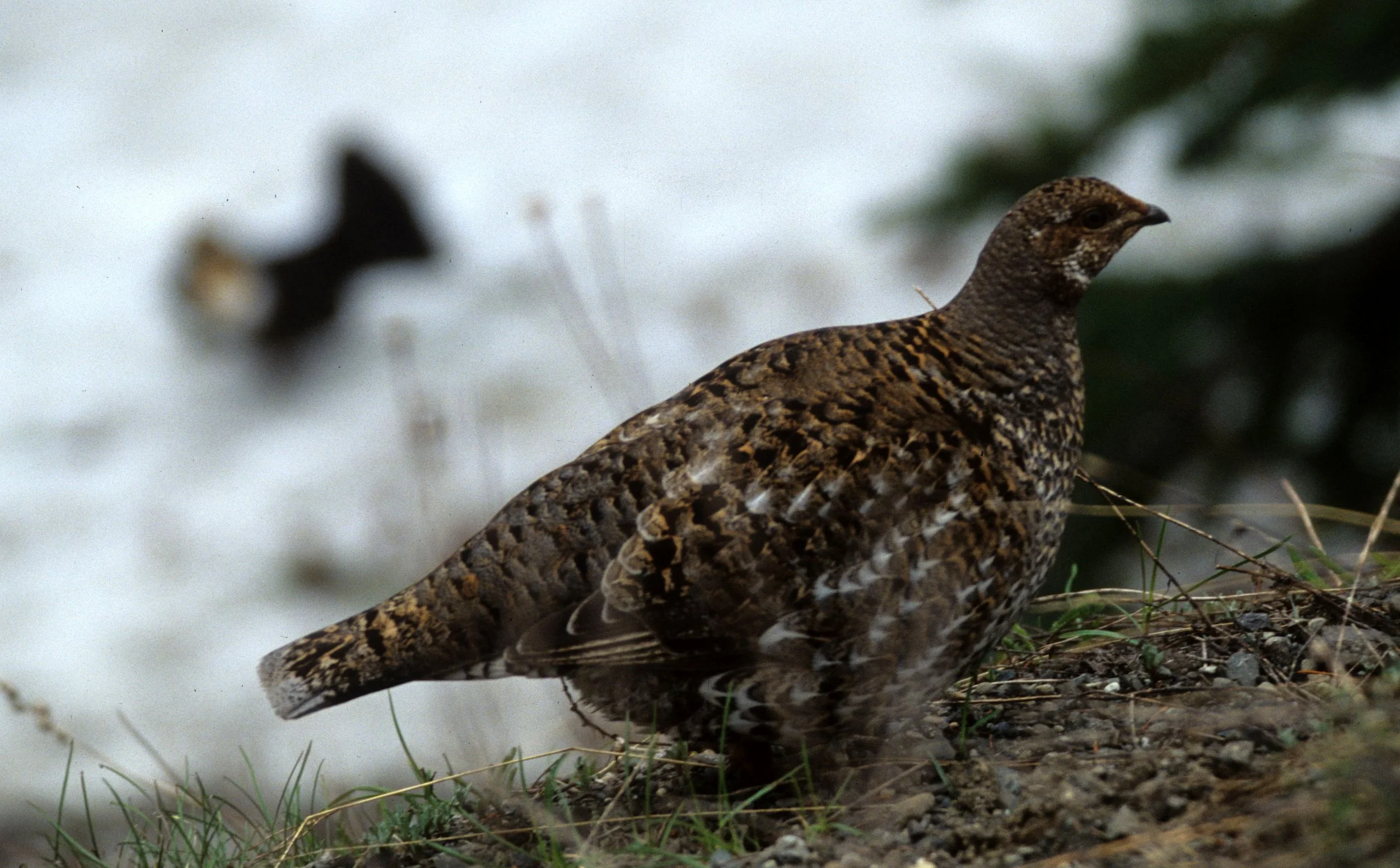 BIRD - GROUSE - BLUE - RIDGE ROAD.jpg