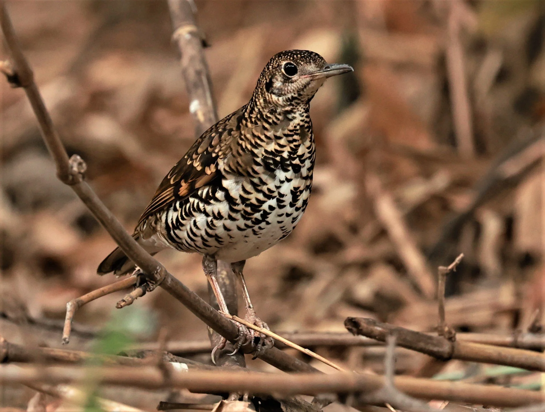 White's Thrush (Zoothera aurea) Putthamonthon Park Nakhon Pathom Thailand (50).jpg