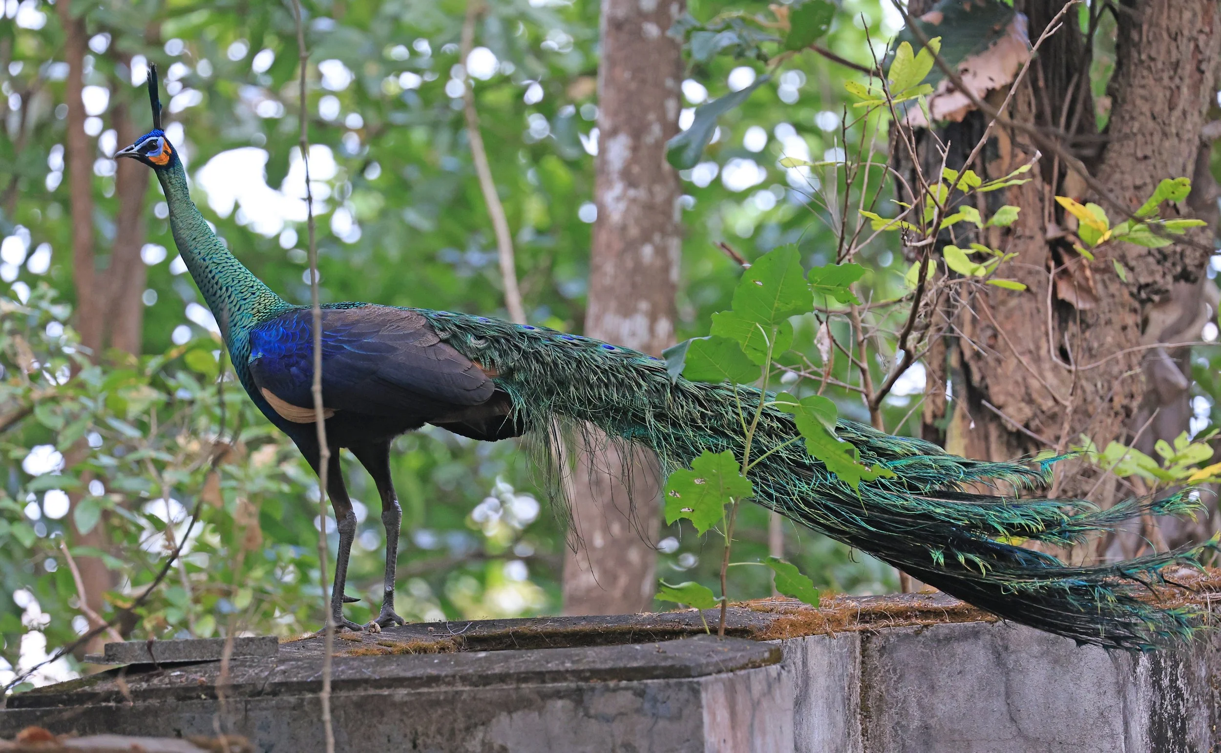 Green Peafowl (Pavo muticus) Doi Butsarakham Phayao Province (35).jpg