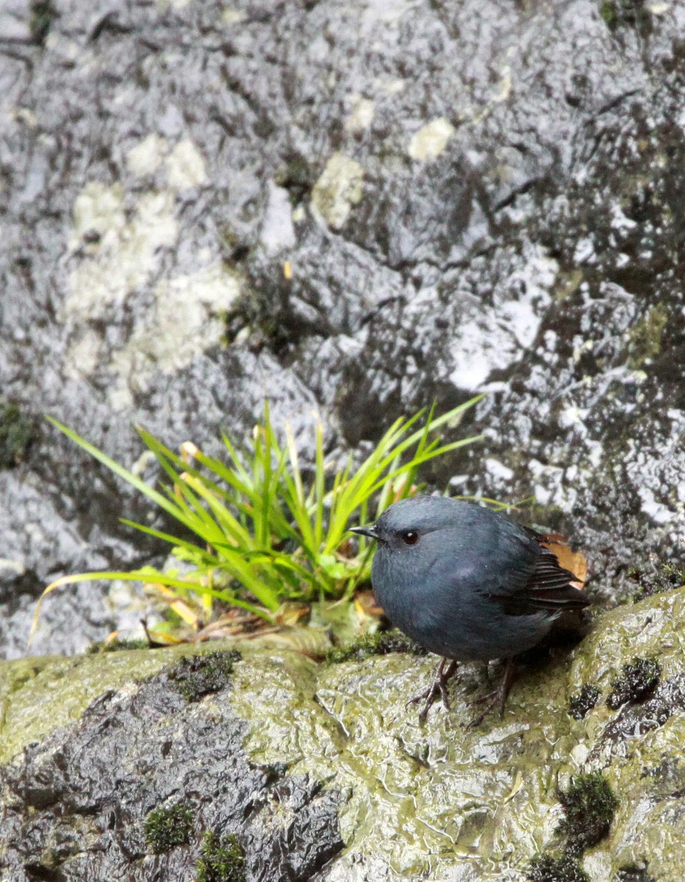 BIRD - REDSTART - PLUMBEOUS WATER REDSTART - HUANGSHAN NATIONAL PARK ANHUI PROVINCE CHINA (8).JPG