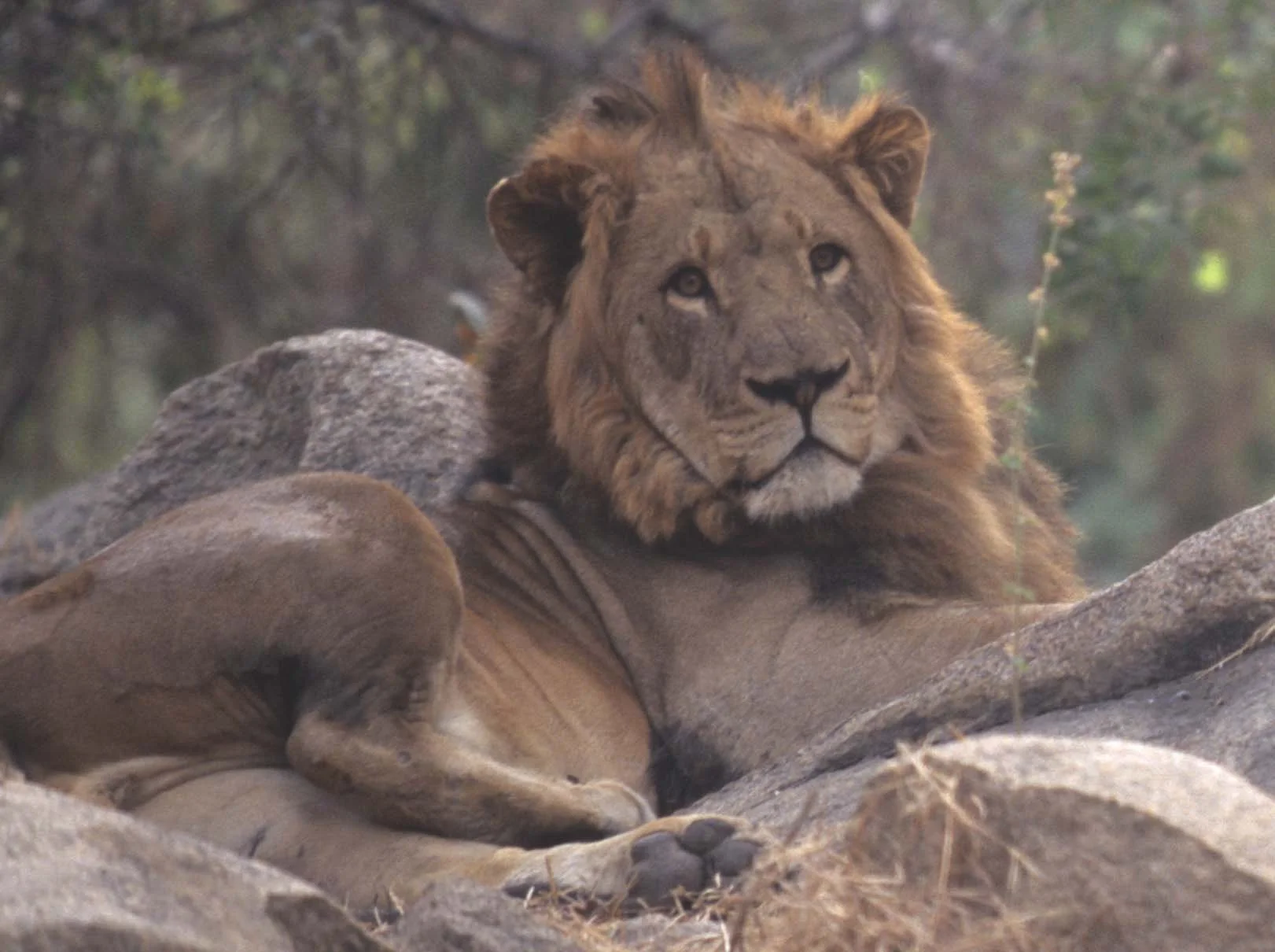 FELID - LION - ZIMBABWE (5).jpg