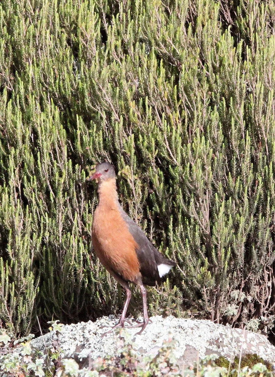Rouget's Rail (Rougetius rougetii) Bale Mountains NP Ethiopia